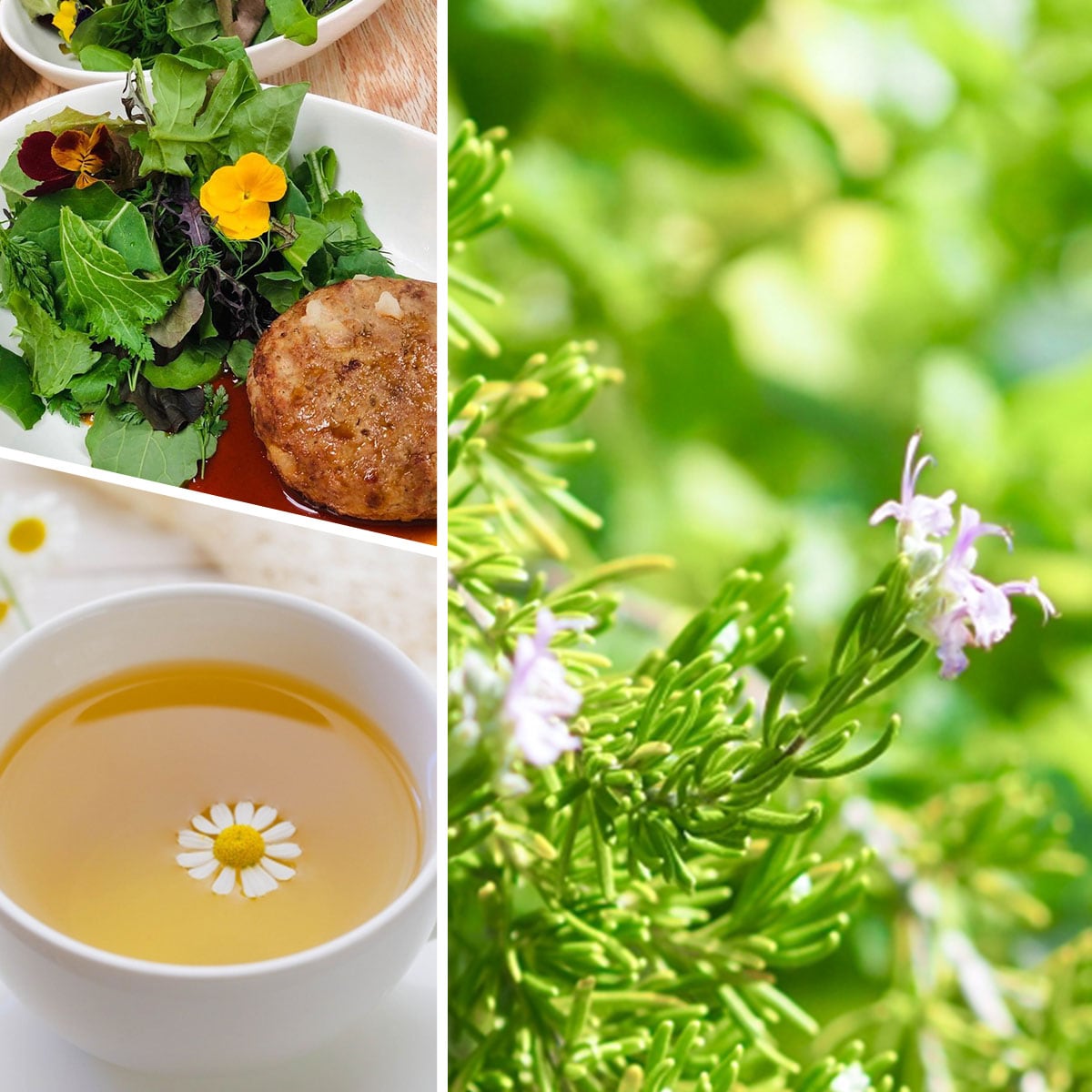 ハーブ 栽培キットS 苗3個（黒フェルトプランター S 直径20cm