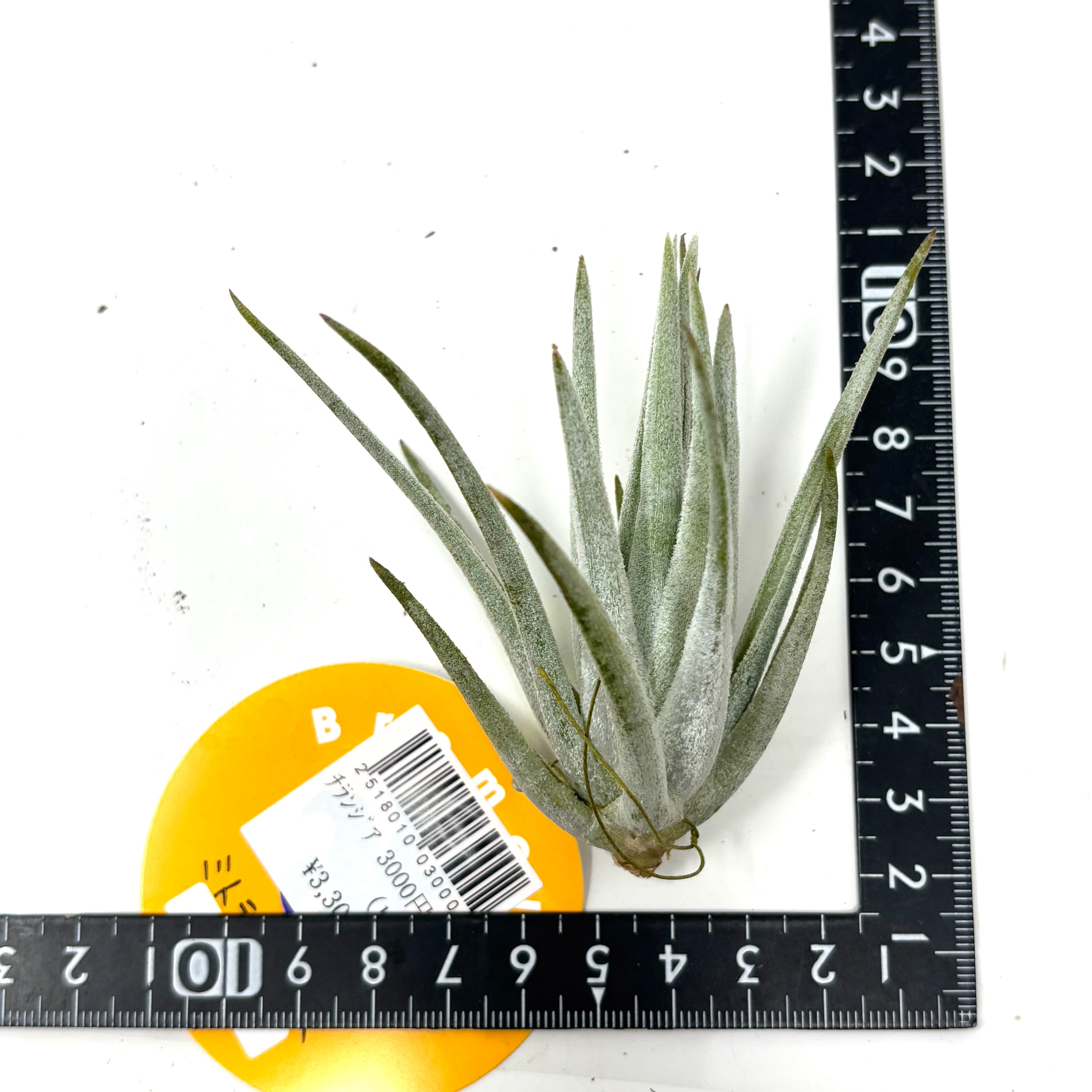 チランジア ミトラエンシス【944】 | PROTOLEAF プロトリーフ