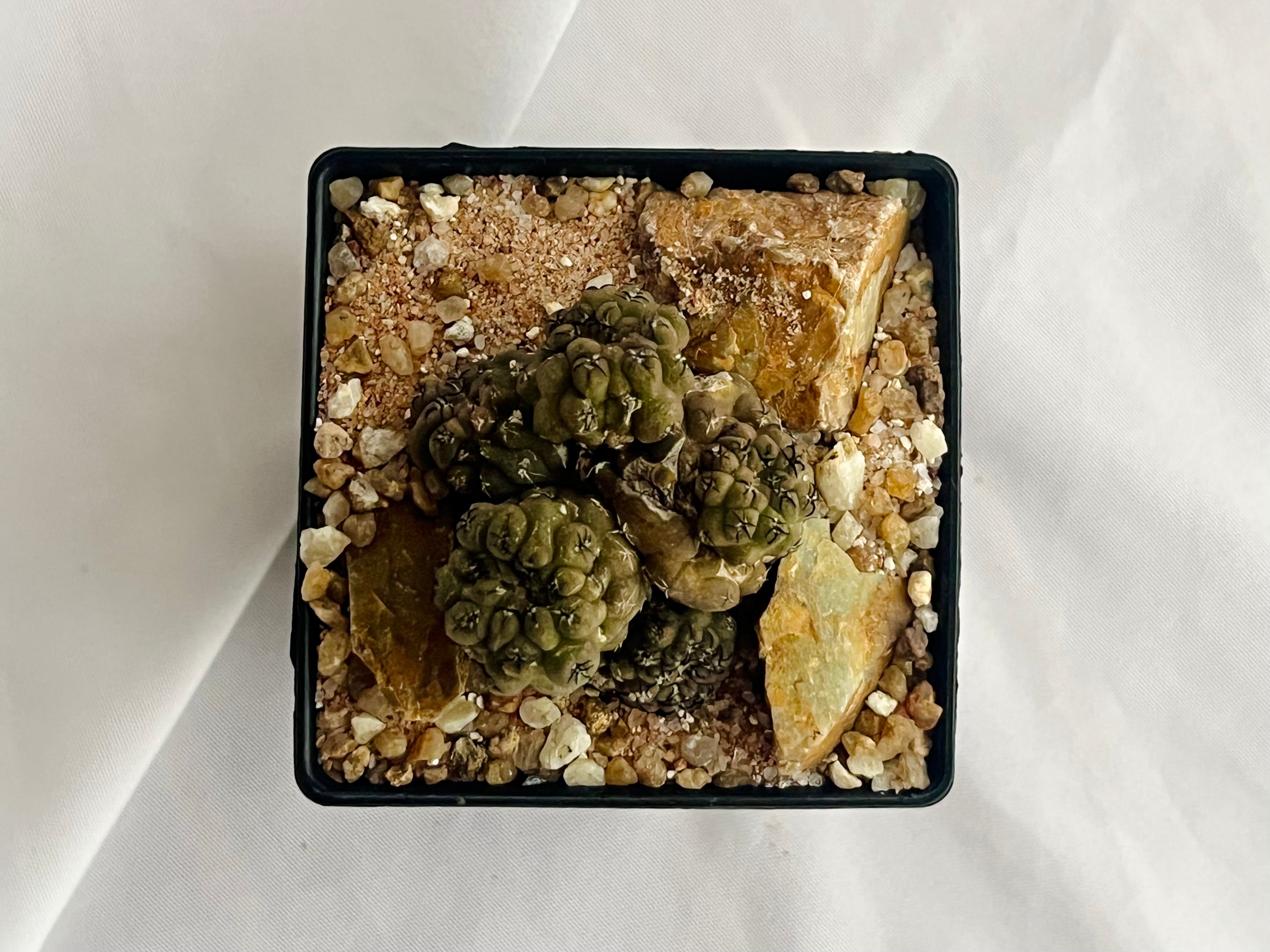 Eriosyce napina エリオシケ ナピナ サボテン | plants MARU ー