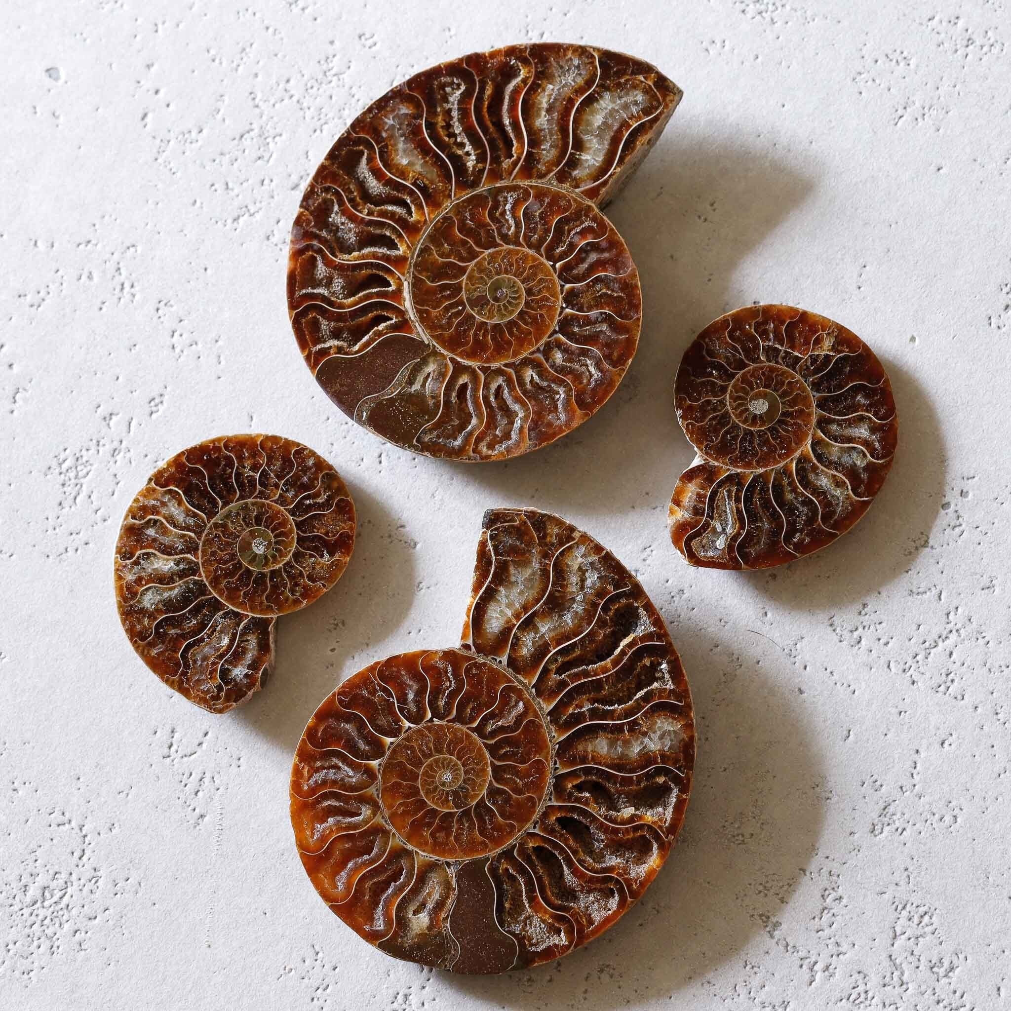 アンモナイト造形