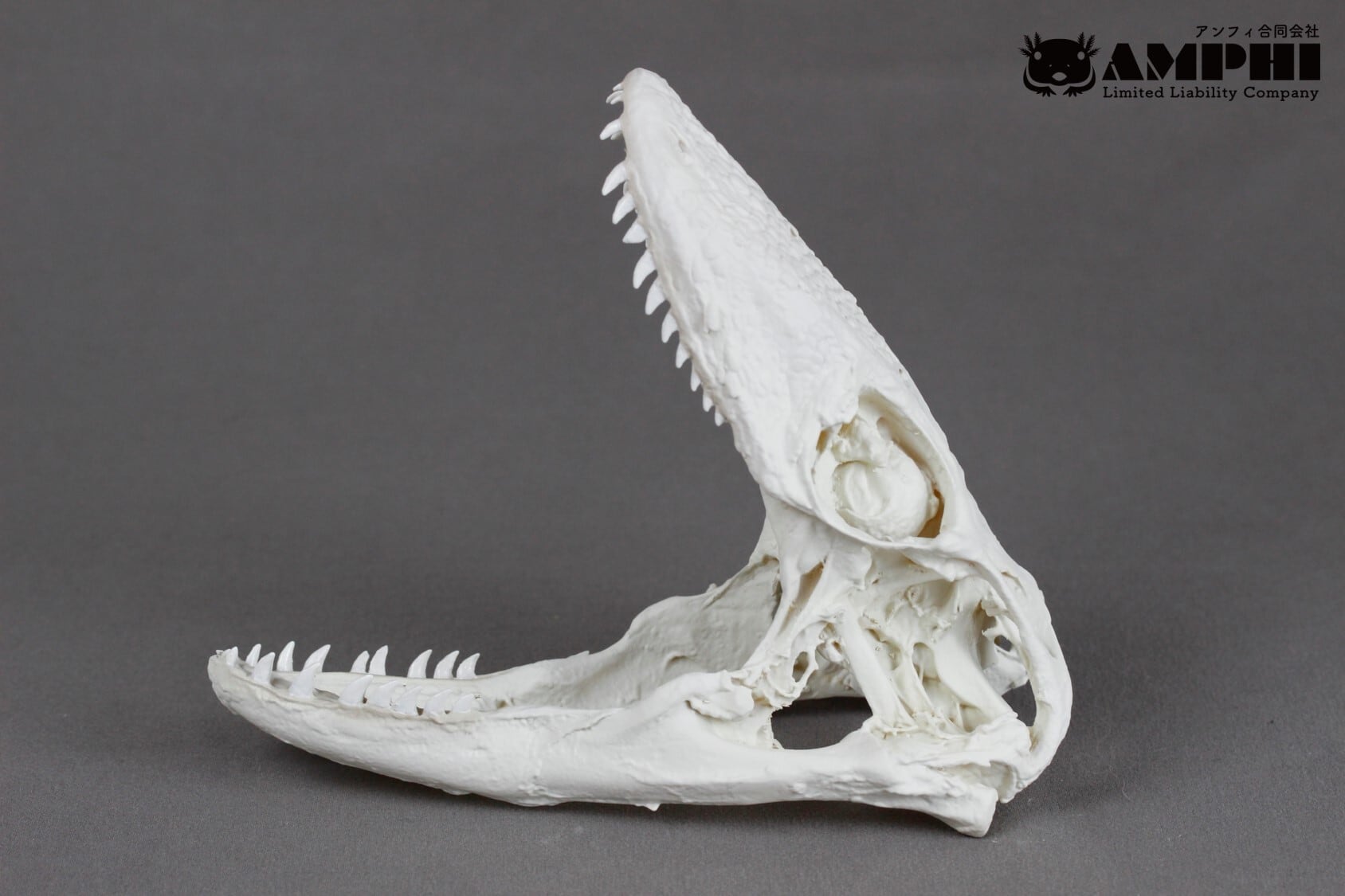 コモドオオトカゲ の頭骨レプリカ【コモドドラゴン】 | アンフィ合同会社