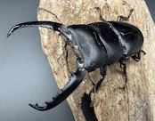 【WD】《パラワンオオヒラタ マンタリンガハン産 82.5mm A’品ペア》