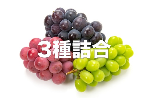 【赤緑黒】3種詰合せ【約２ｋｇ（３〜５房）９月上旬〜中旬】
