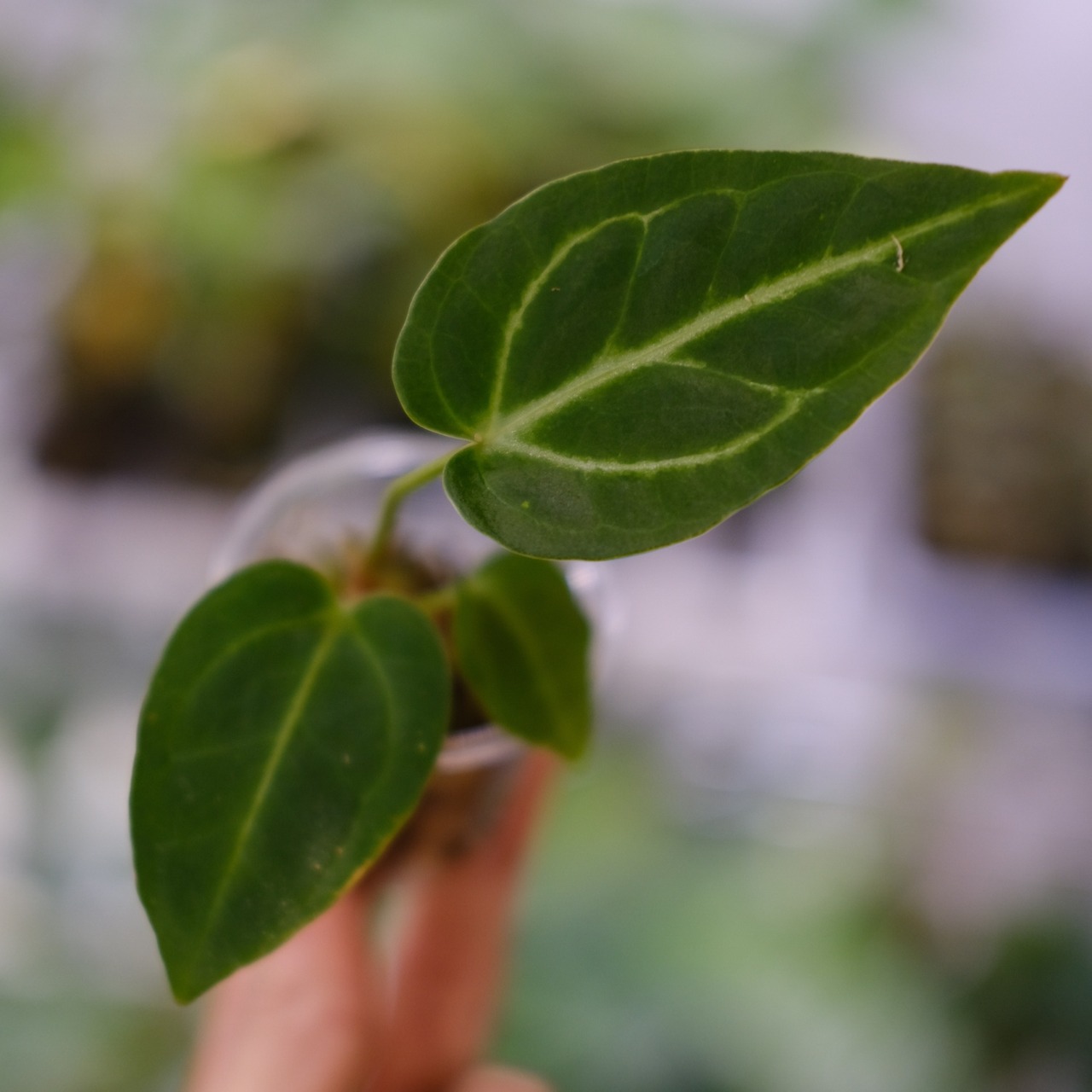アンスリウム・レガレ / Anthurium Regale⑤ / 観葉植物<育て方・花言葉>