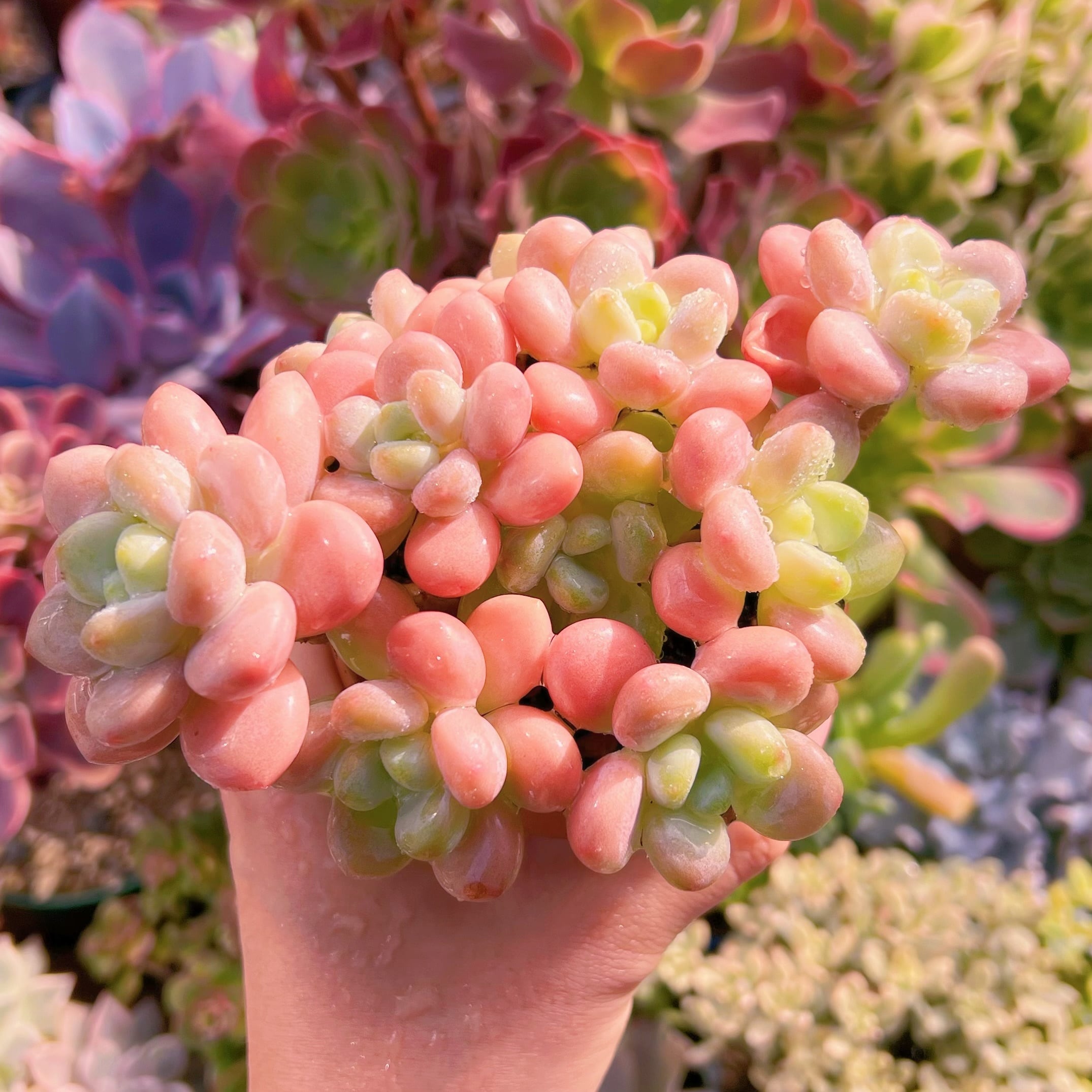 現品　マカロン#007   群生　るる農園