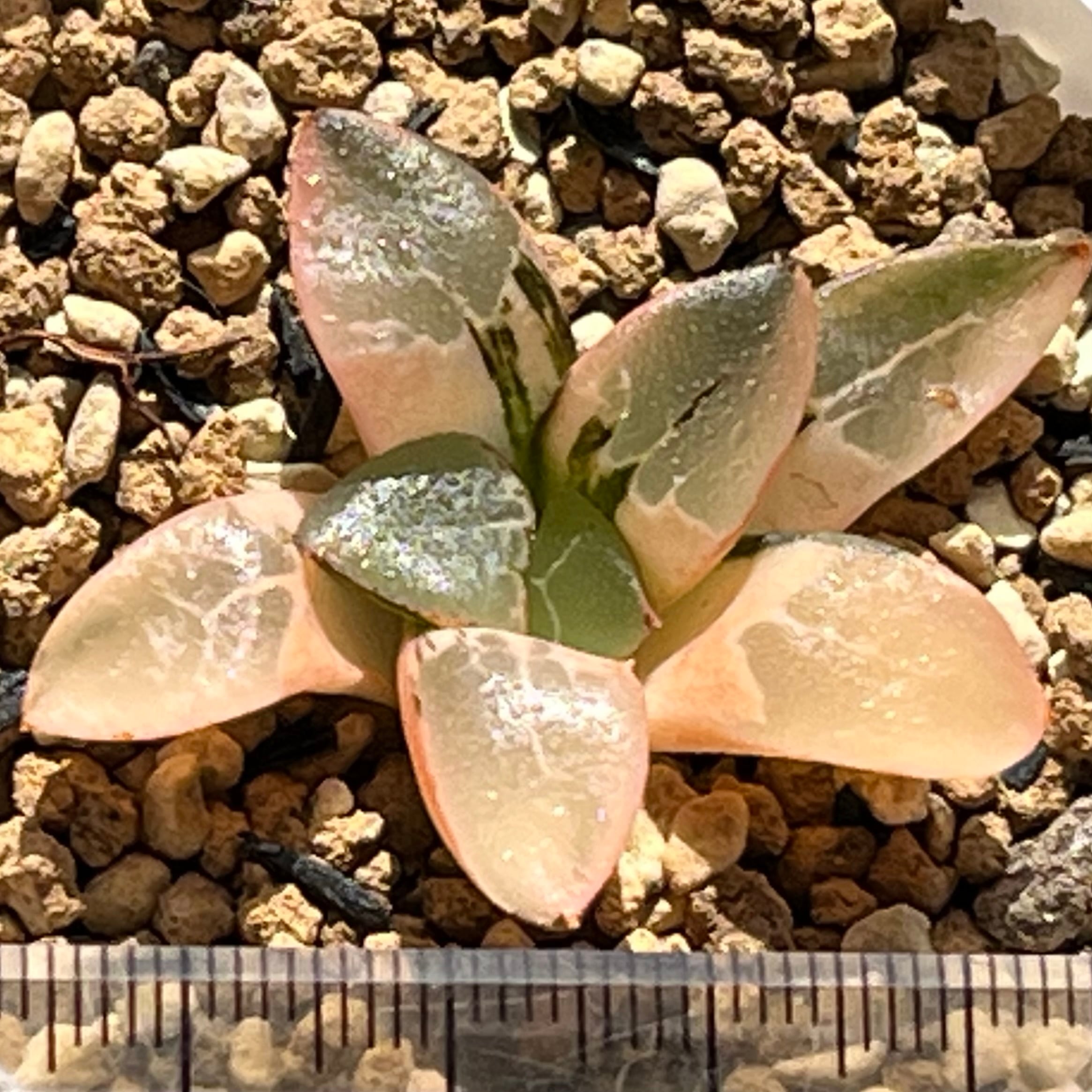 ハオルチア 火鳳凰錦 | mocono_plants