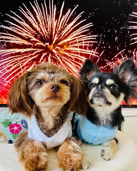 浴衣風ウエア とんぼ柄2 S/M/L サイズ 税込み、犬服*浴衣、浴衣