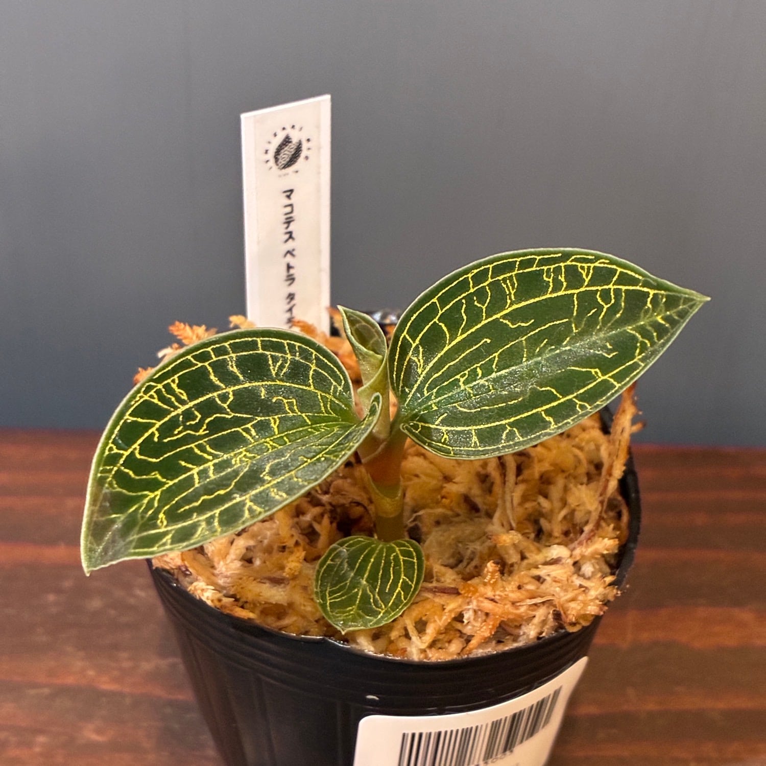 ジュエルオーキッド マコデス ペトラ タイランド【205】 | PROTOLEAF