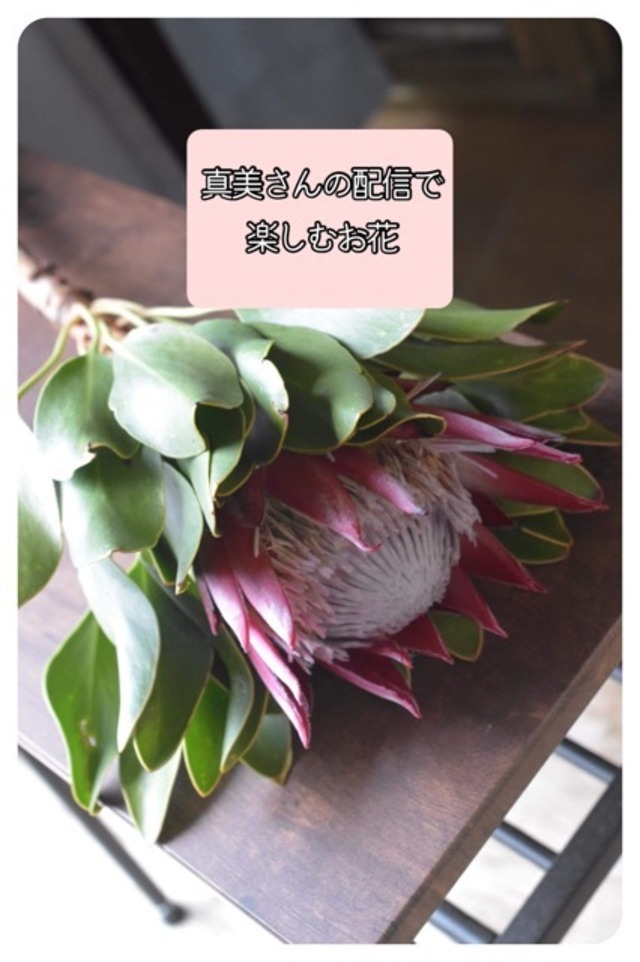 真美さんの配信で、楽しむお花になります