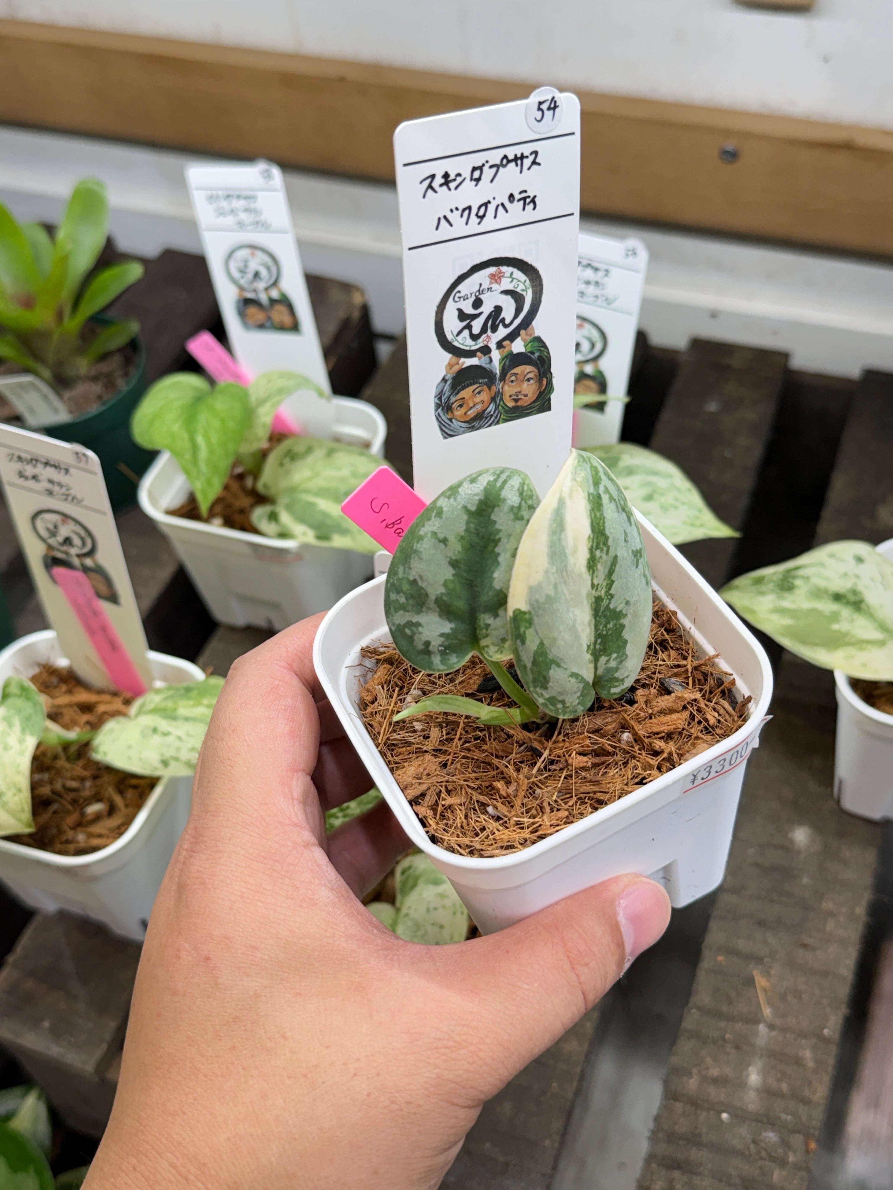 54. スキンダプサス バクダパティ | Gardenえん 【観葉熱帯植物】
