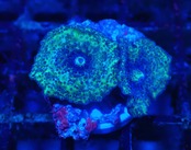 Discosoma From Austraria 2