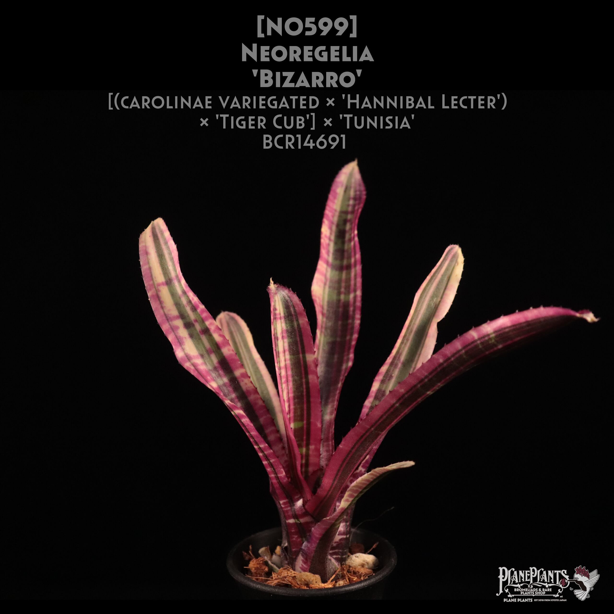 Chester Skotak Hybrid | plane plants