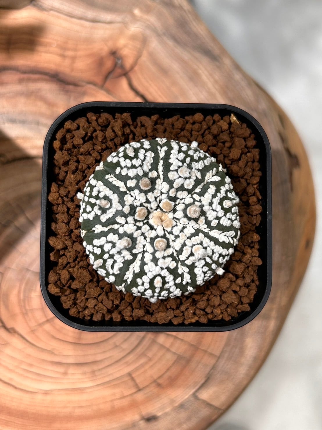 無棘象牙丸 棘無しサボテン 鉢セット | アトリエRatel