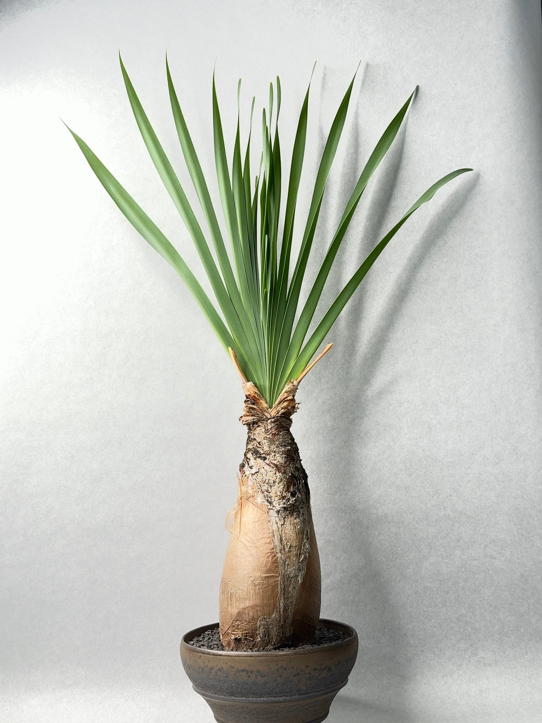 ブーファン・ディスティチャ | trigger