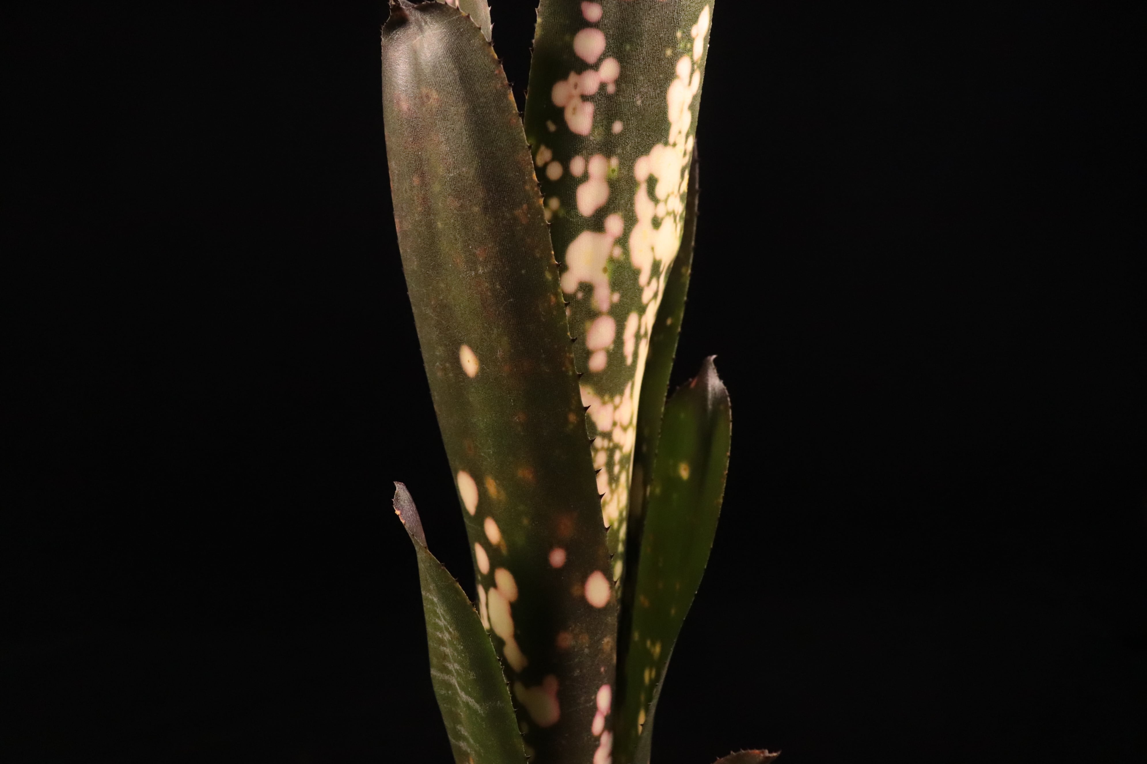 Billbergia 'Kolan Candy Cup'〔ビルベルギア〕B339 | plane plants
