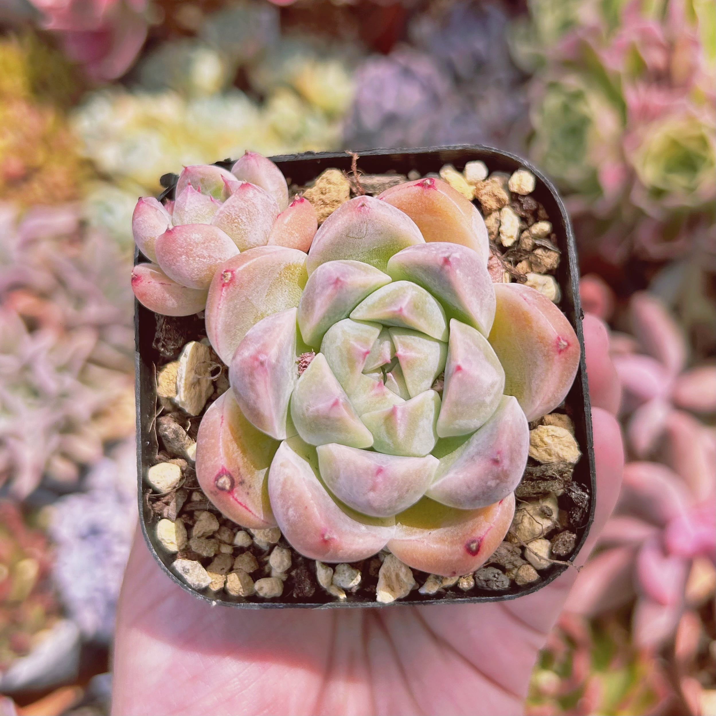 #637現物　多肉植物　アルバビュティxルビン