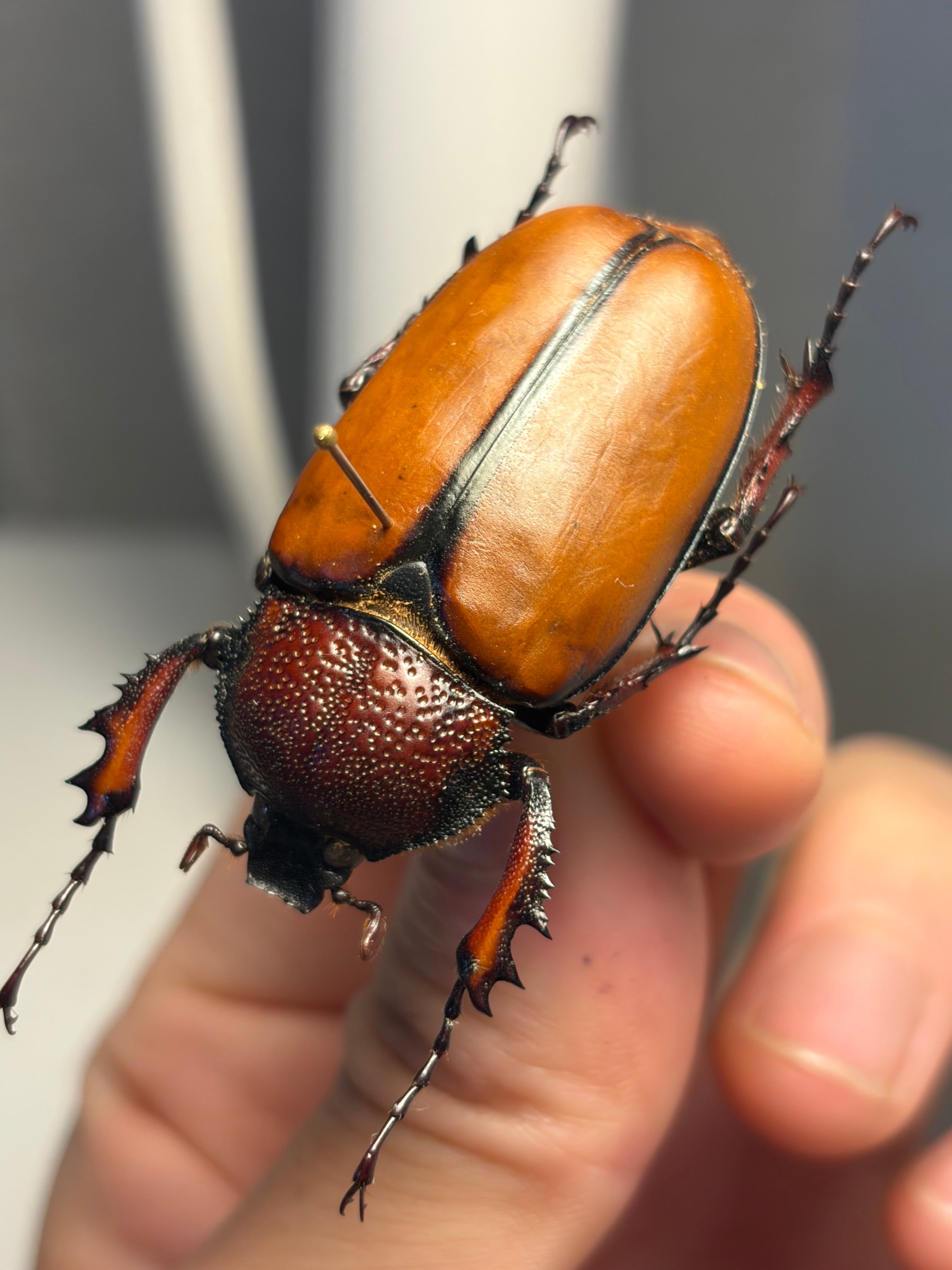 極美個体】チョウセンカブリモドキ オサムシ標本 オサムシ