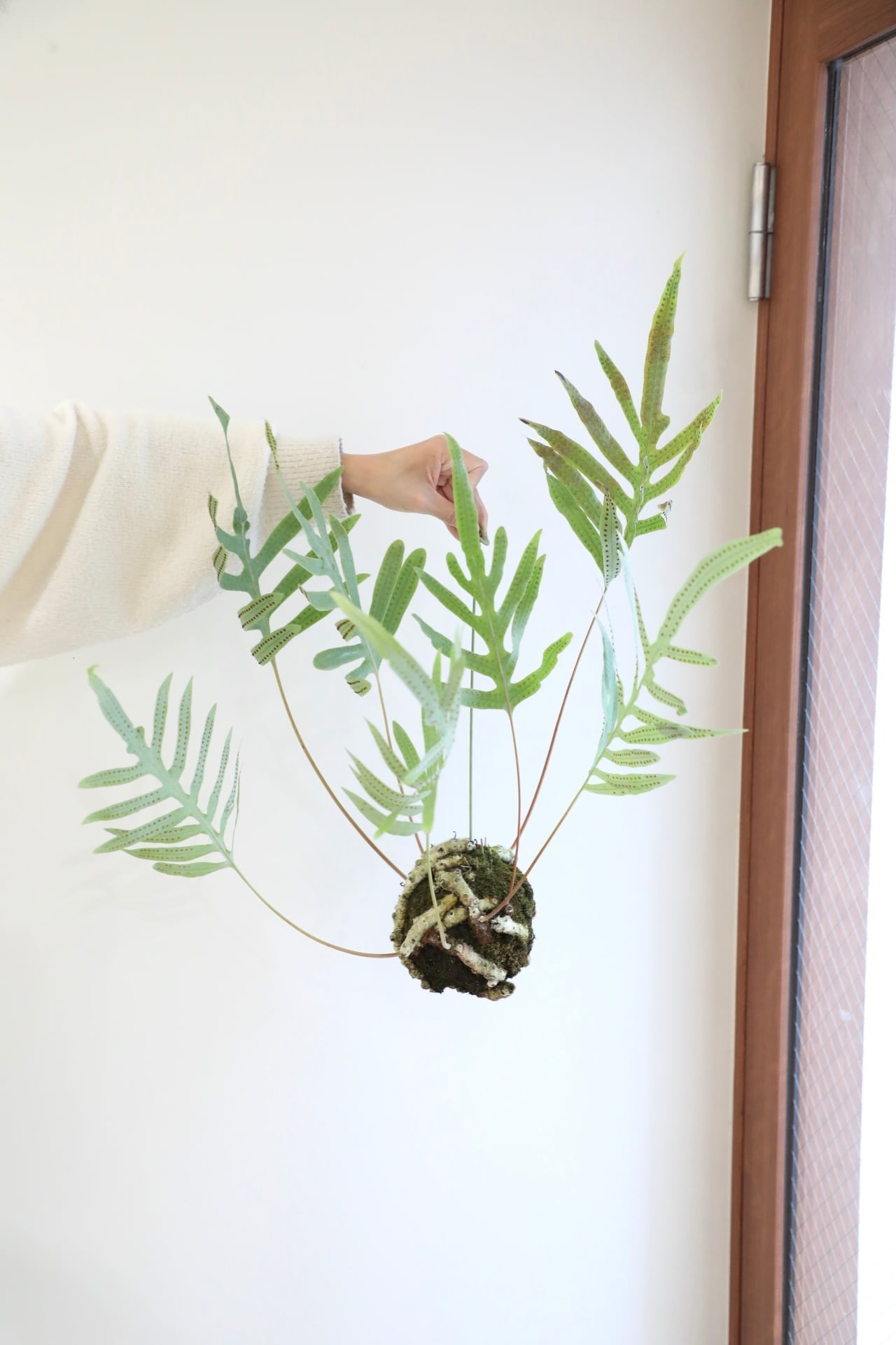 S】フレボディウム ブルースター 苔玉 ※ハンギング付き | 【厳選植物