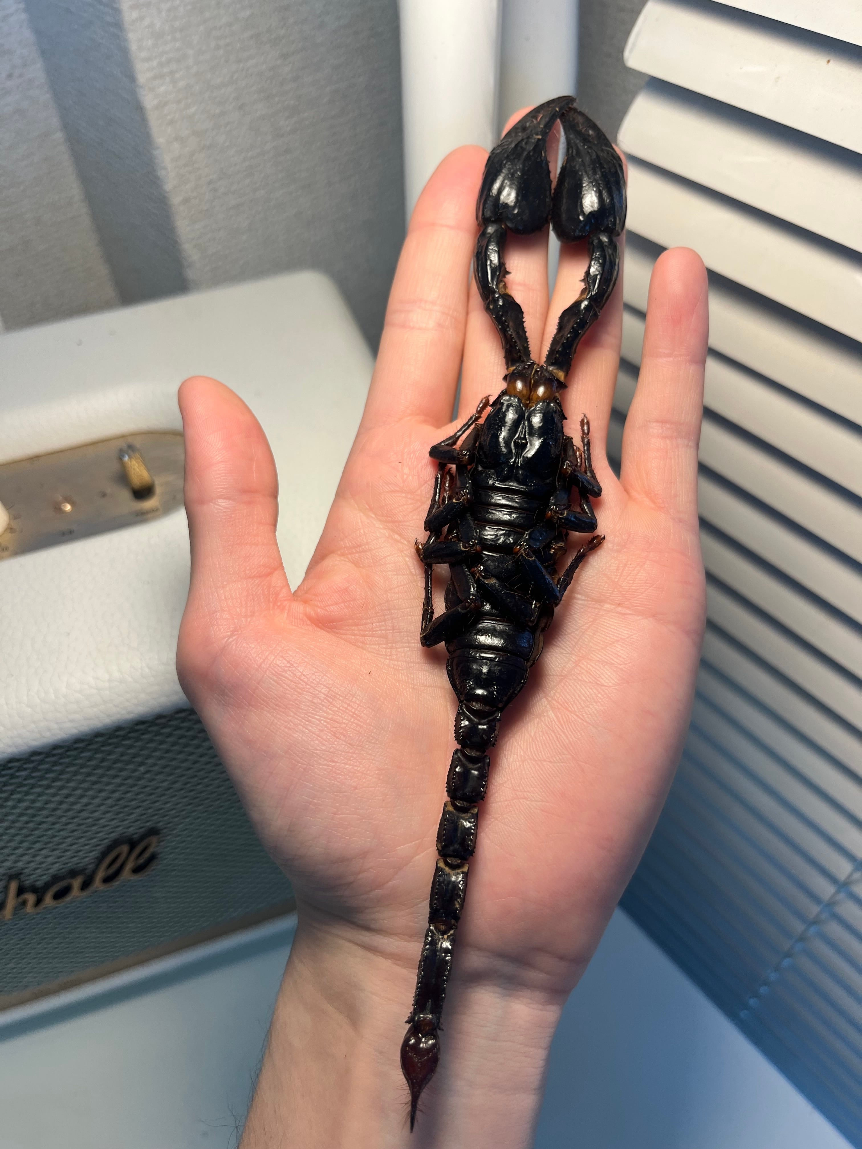 サソリ | オモニキチュウ