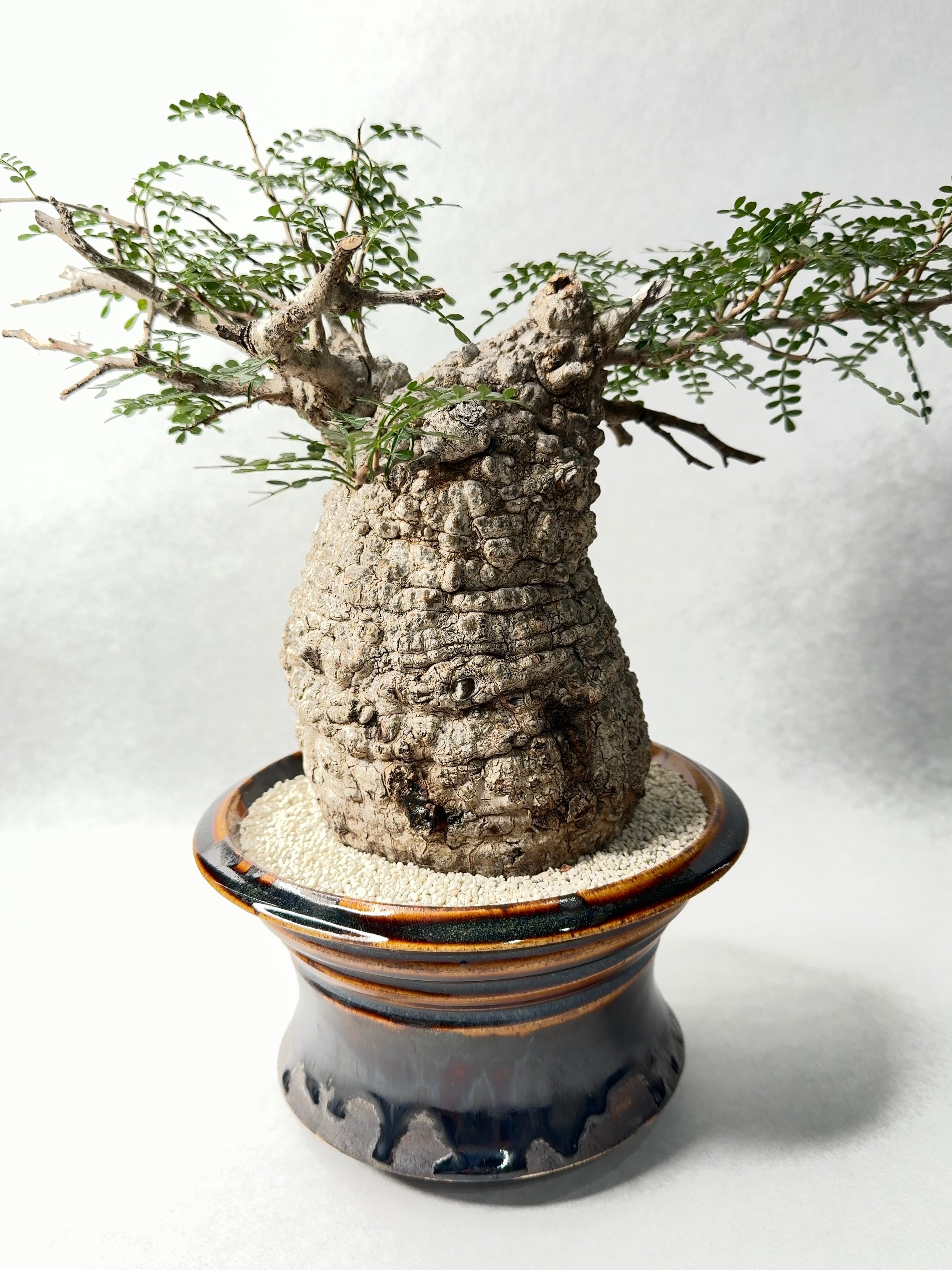 オペルクリカリア　パキプス　雌株 DP83 オペルクリカリア パキプス ベアルート株 DP83 オペルクリカリア