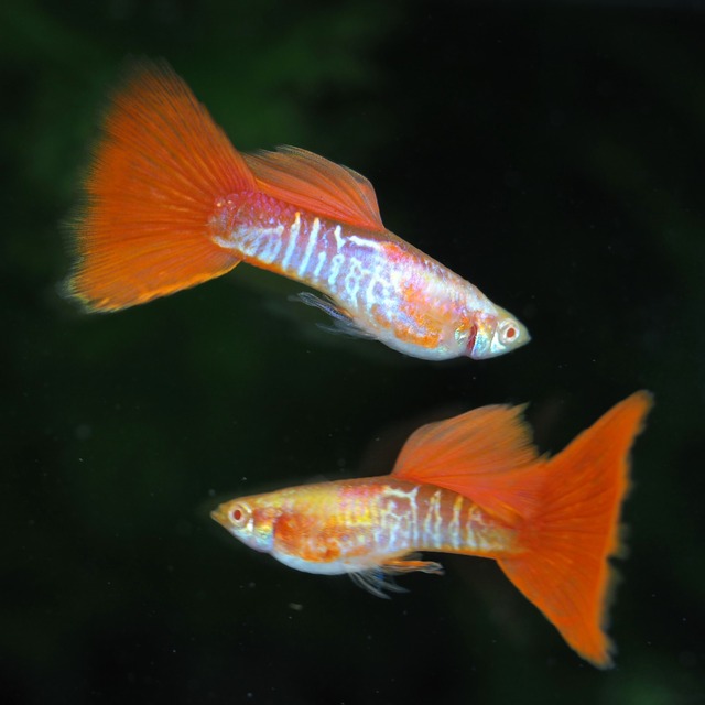 【セール】RREAギャラクシーレッドテール　2ペア＋おまけ種親メス1匹＋種親スワローメス1匹