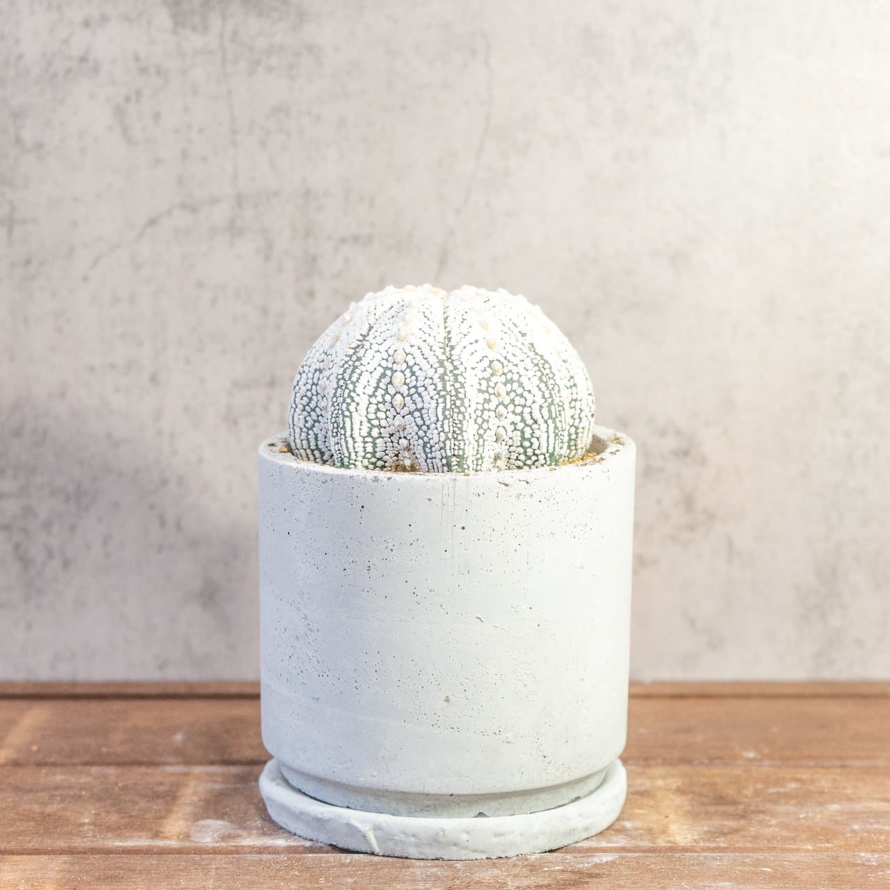 【厳選株】最大幅11cmの特大スーパー兜｜手作りモルタル鉢に映える、白く美しい星点が詰まった至極のサボテンです｜虫発生抑制