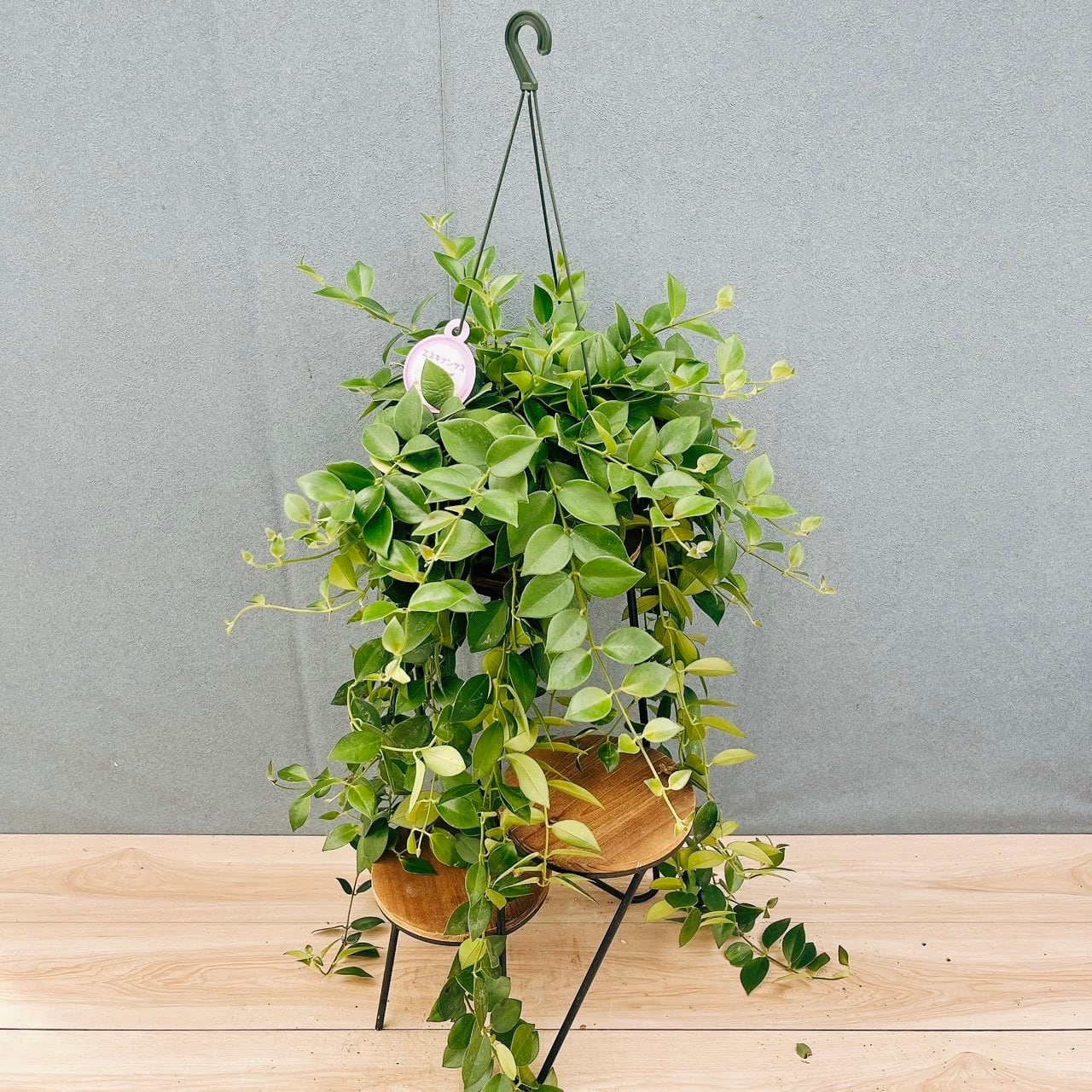 ［現品］【希少】1番　ドラセナ ドラコ　竜血樹　8号　観葉植物　レア　室内　大型 現品］【希少】1番 ドラセナ ドラコ 竜血樹 8号 観葉植物 レア 室内