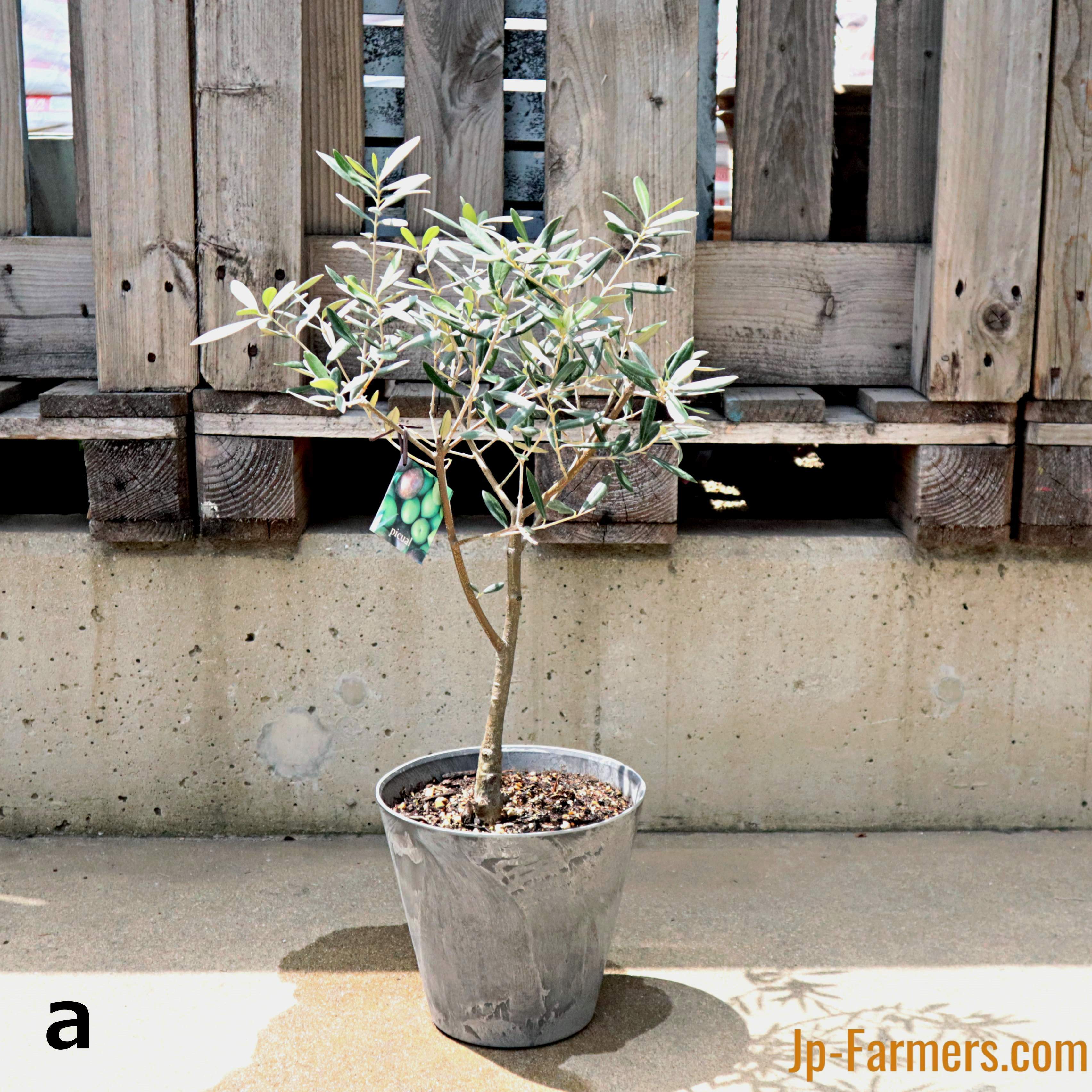 ⑥ オリーブの木 souju 【ピクアル】 7号 最高等級 ピクアル オリーブ