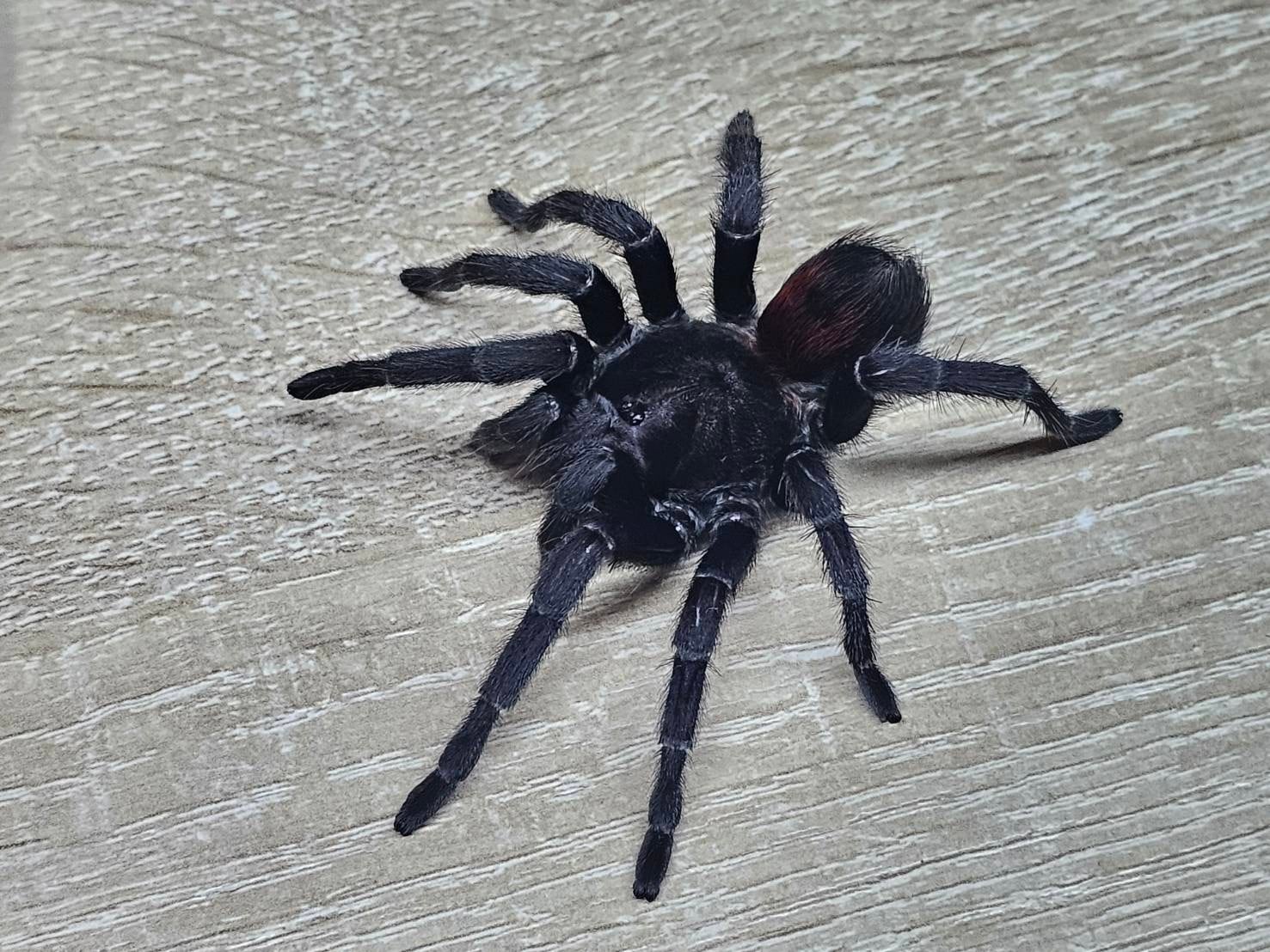 蠍最大種】スワンメルダムオオハカリサソリ全長2cm程 ムカデ