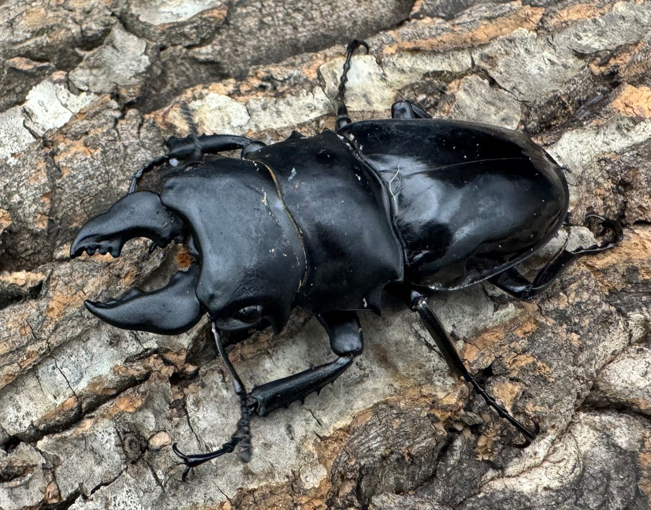 【WD】《シヴァツヤクワガタ 海南島産 70.5mm ペア》