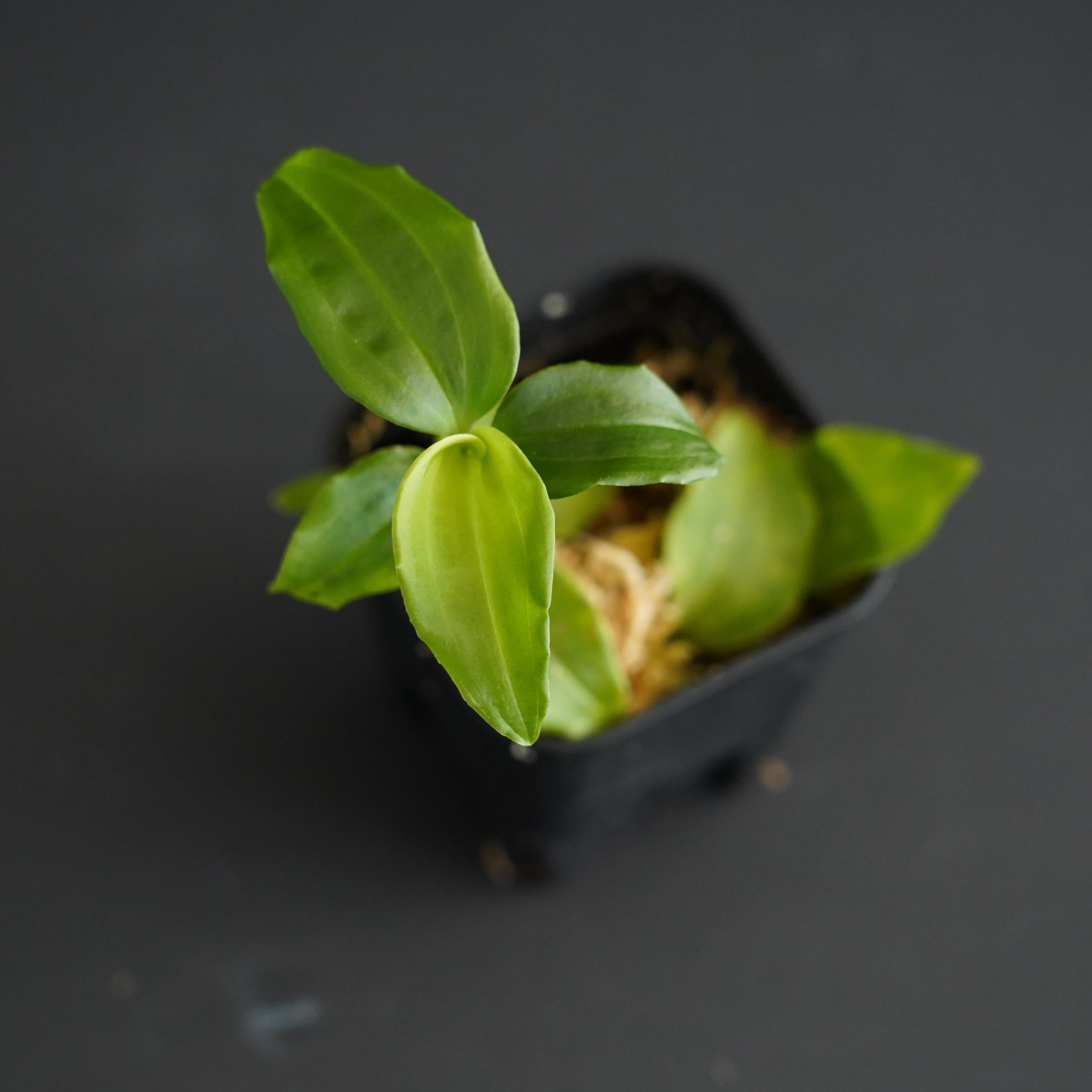 ◇現品◇ツユクサシュスラン Goodyera foliosa var. commelinoides