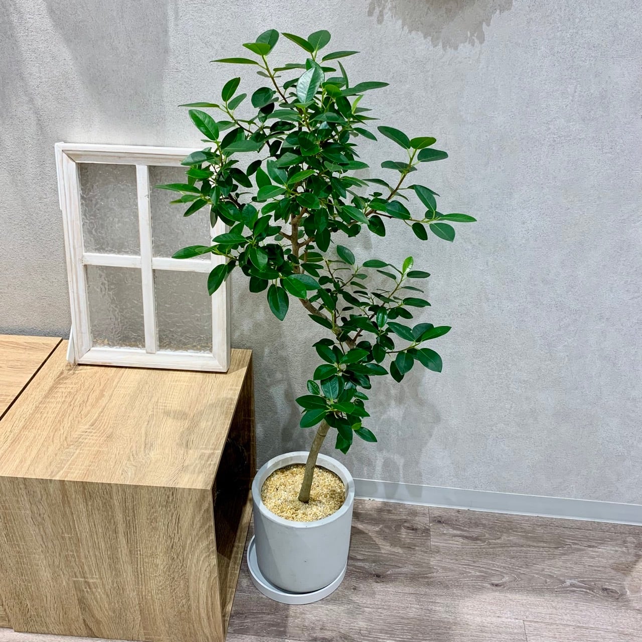 一点もの【フランス・ゴム】|観葉植物|ゴムの木|ゴムノキ 一点もの【フランス・ゴム】|観葉植物|ゴムの木|ゴムノキ