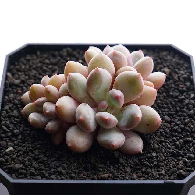 一部発根済カット苗 蜜桃霜 ピーチクリーム Echeveria 'Peach Cream'