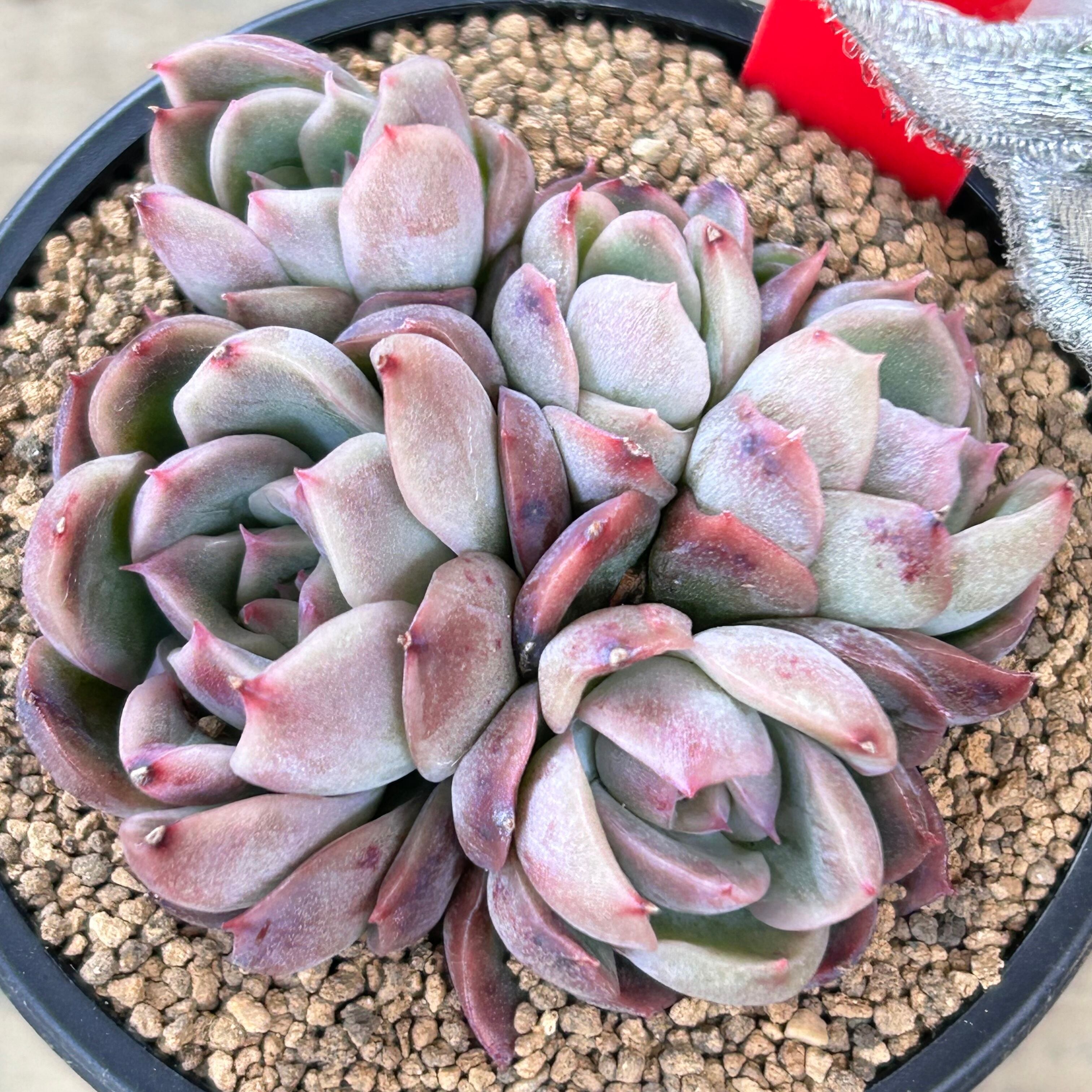 ceres | RuPo 多肉植物専門店