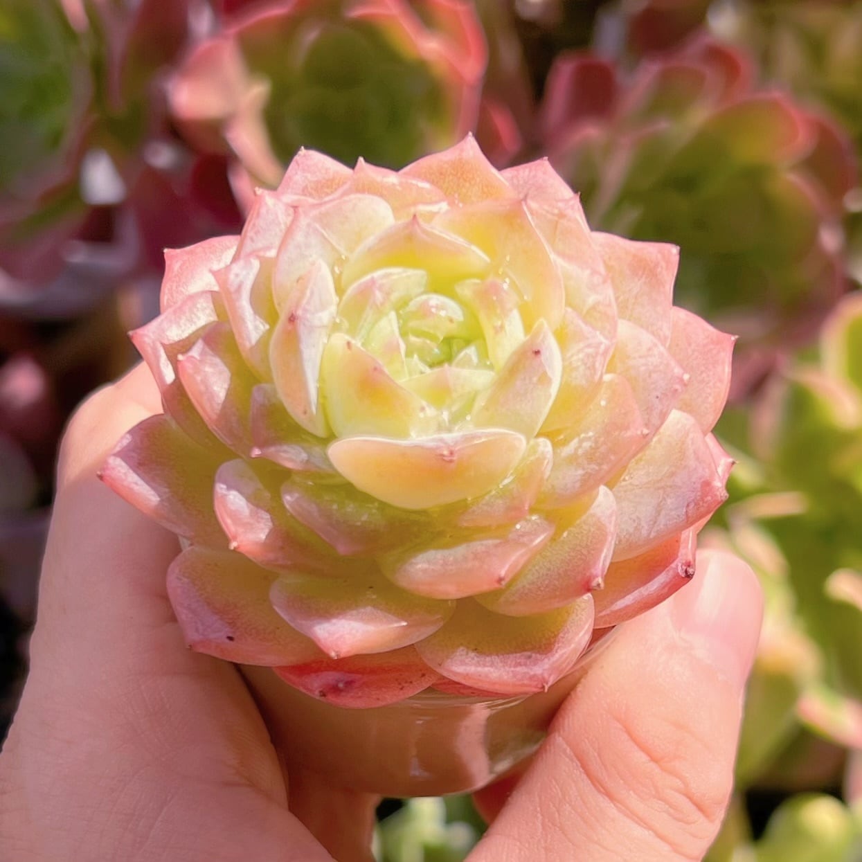 多肉植物　純愛　新入荷　るる農園