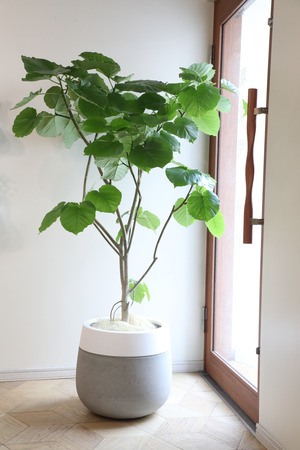 【渋谷区周辺エリア/配送料無料】【155cm】【L】フィカス ウンベラータ /Ficus umbellata  ※陶器鉢カバー別売り