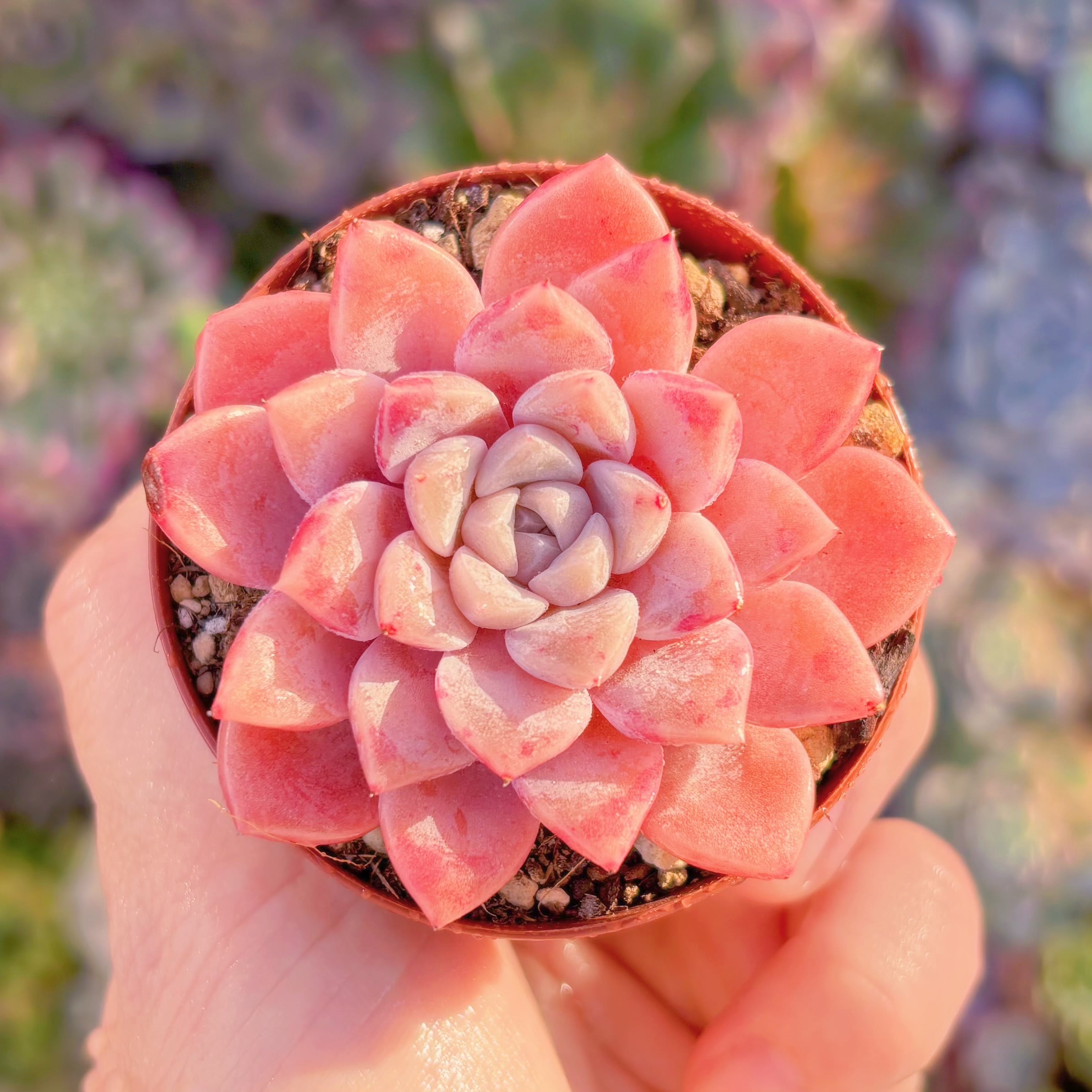 現品　Echeveria白鷺#679　るる農園