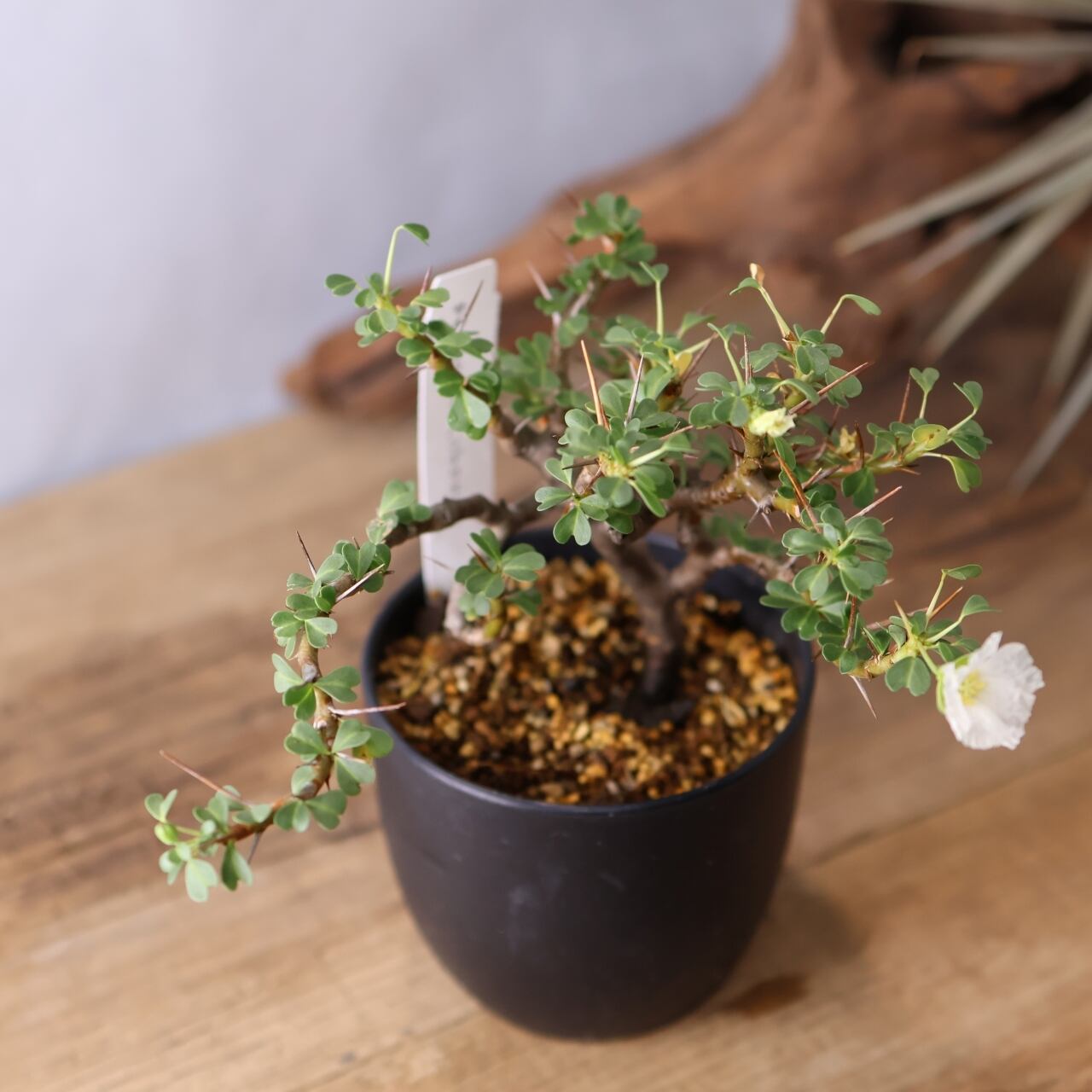 337トゲの中に映える白花『モンソニア バンデリエティアエ』観葉植物