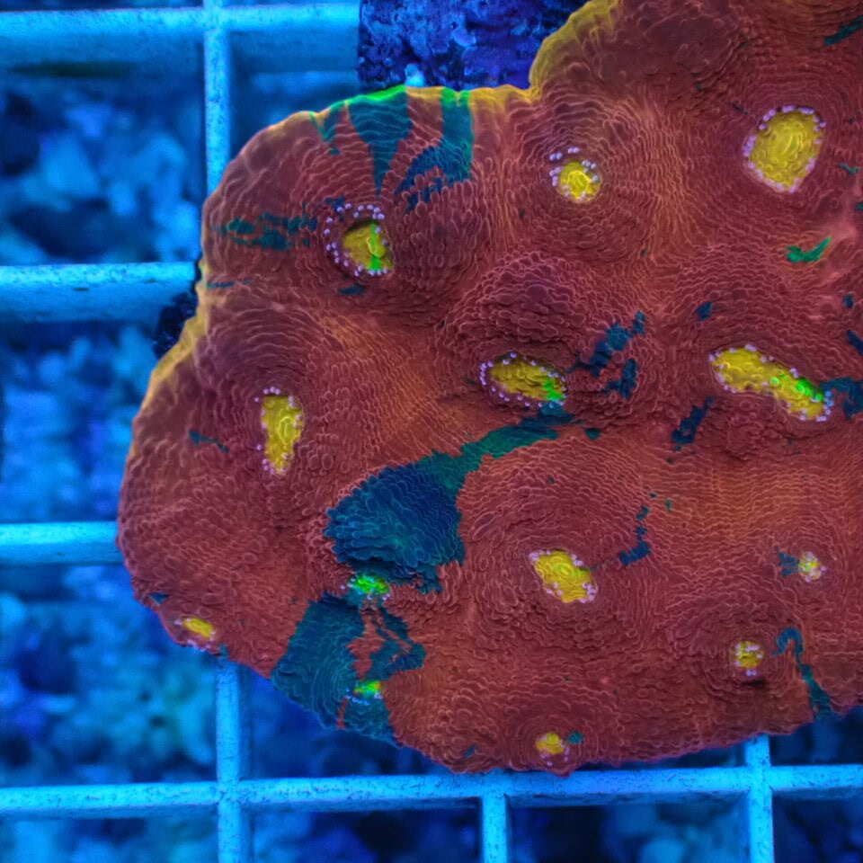 【8/31まで】石ころに着生しちゃったアラカイとレインボー 8/31まで】石ころに着生しちゃったアラカイとレインボー 8/31まで