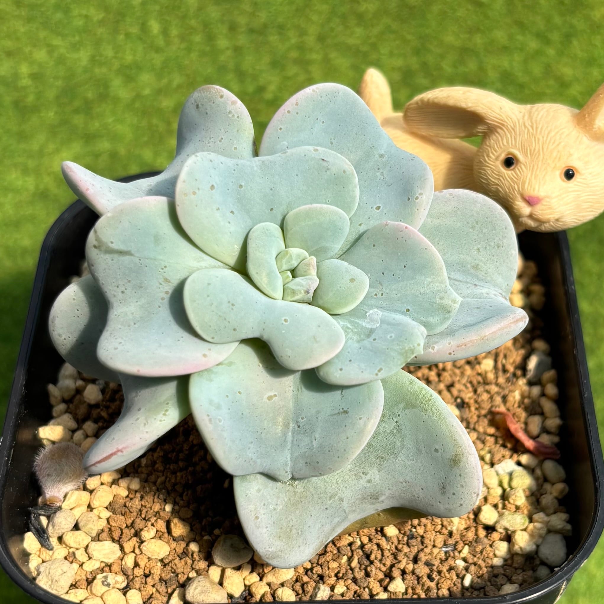 ピーチ姫（ブロンズ姫錦） | 多肉植物 豆彦商店
