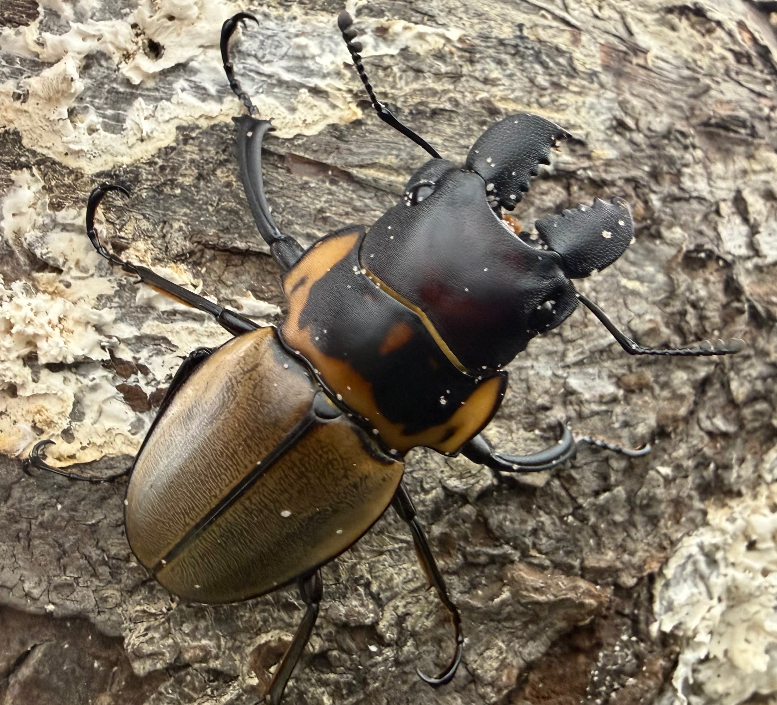 ツヤクワガタの仲間 | KPW公式オンラインショップ