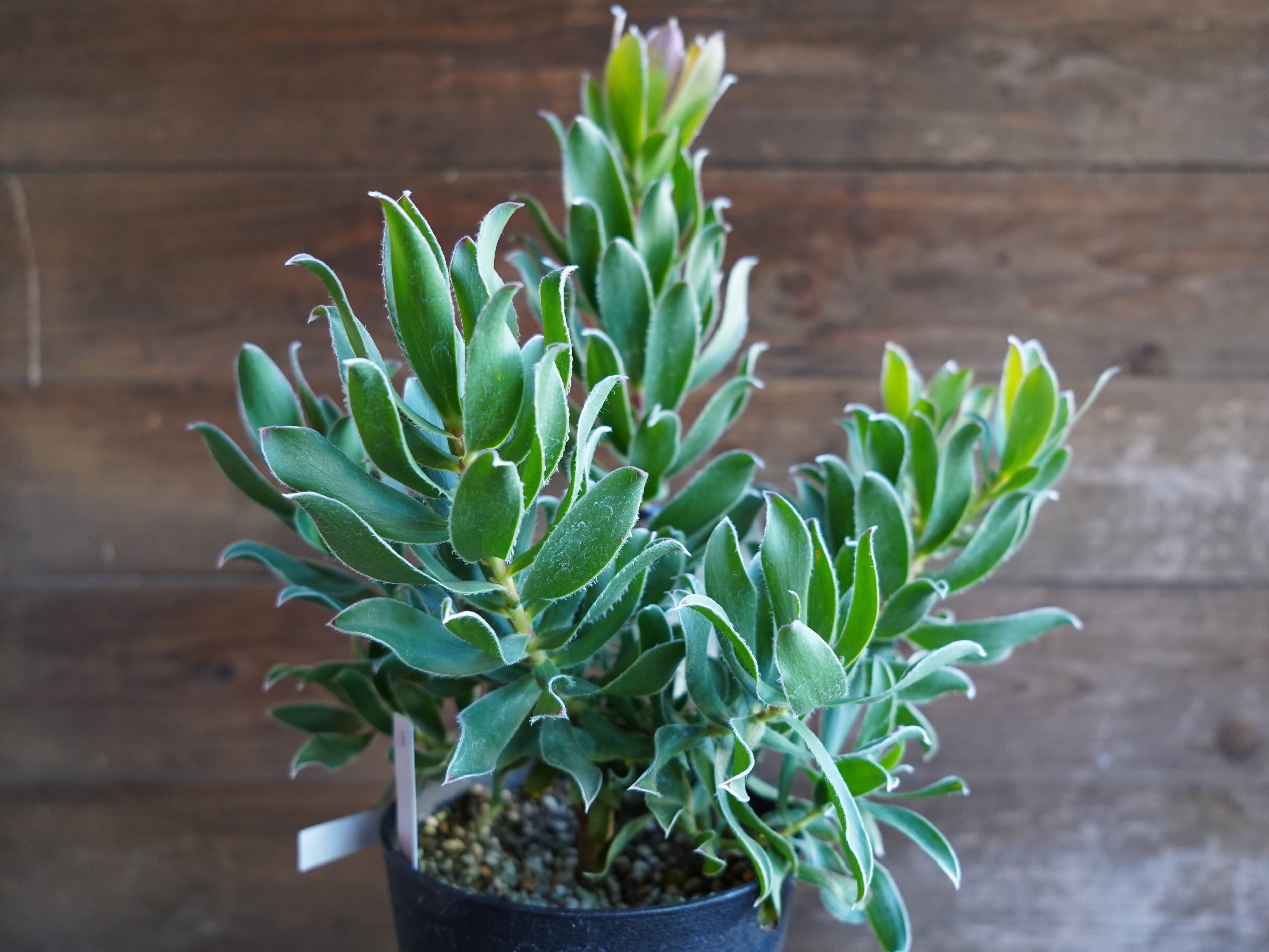 【現物】リューカデンドロン "Guaqula" B