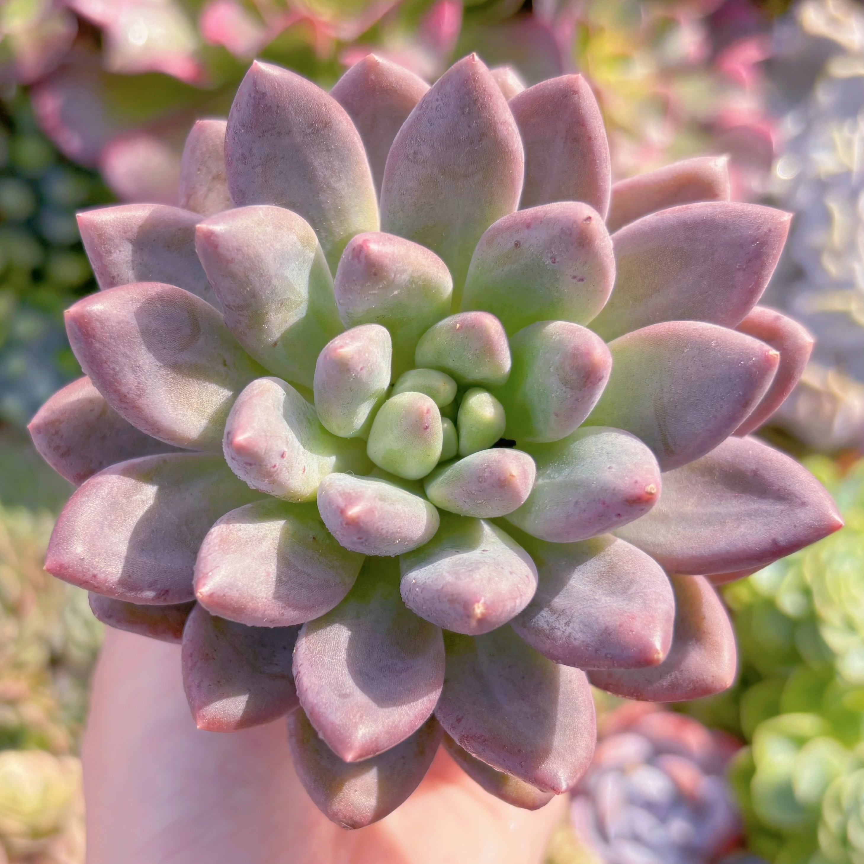 多肉植物　水晶　新入荷　るる農園