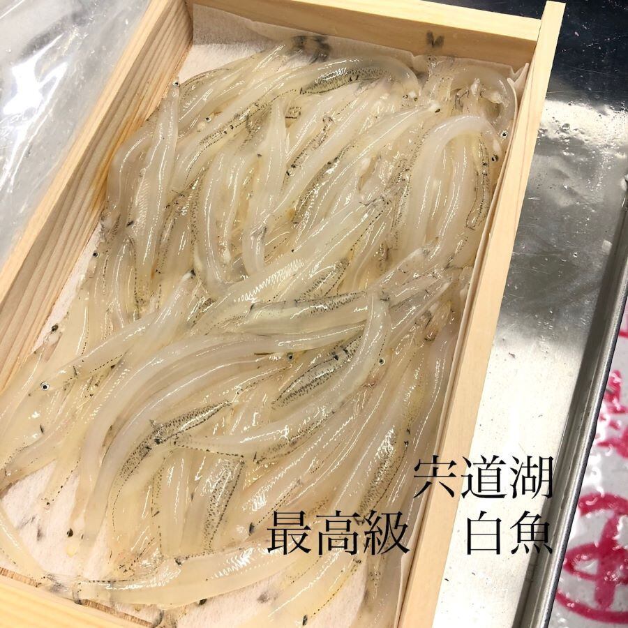 特大 白魚 島根 宍道湖産 0g 豊洲直送 特大白魚ｘ１ 冷蔵 しらうお Okawari 豊洲直送の高級海産物をお届け