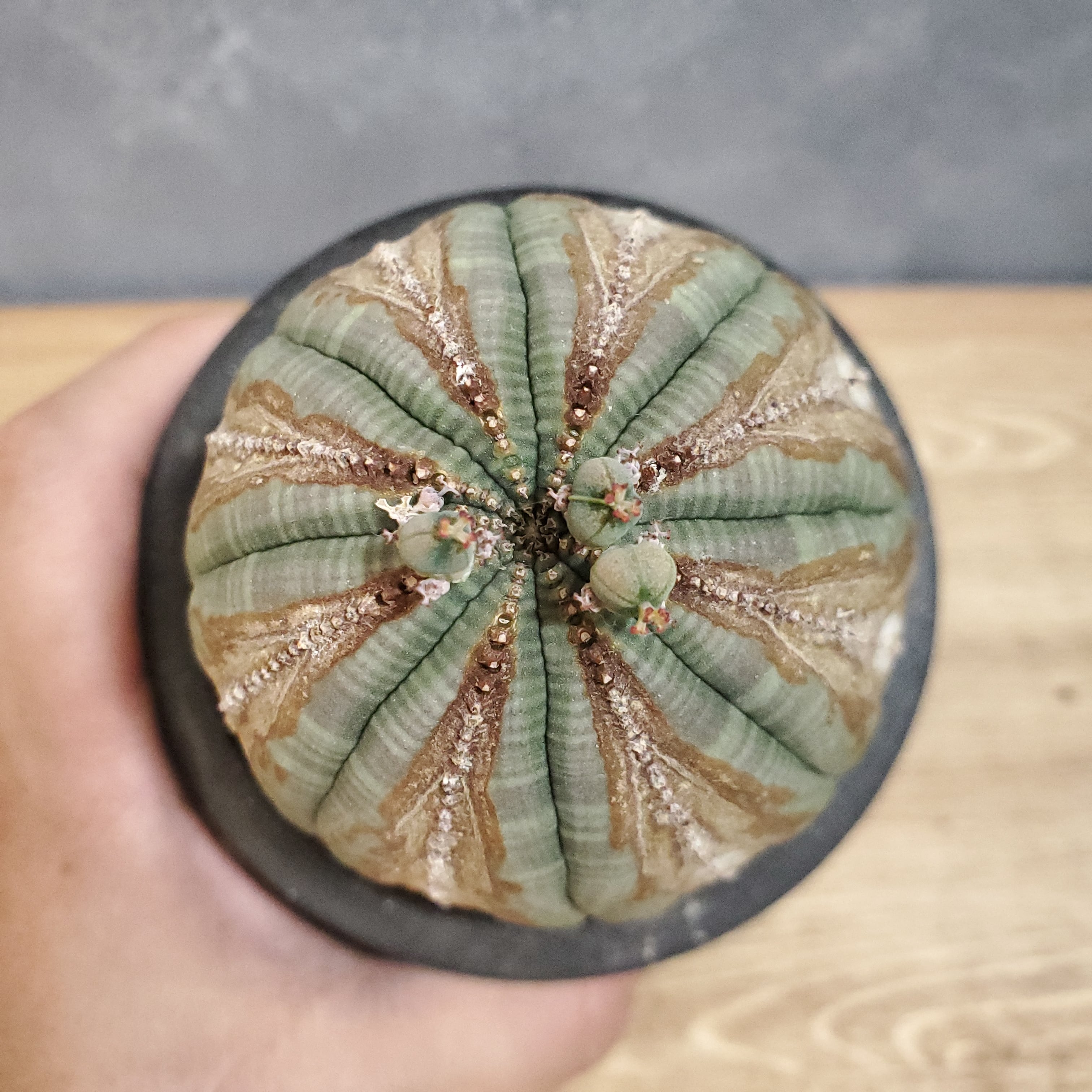 美株】Euphorbia Obesa ユーフォルビア オベサ 木質化 美株】Euphorbia Obesa ユーフォルビア オベサ 木質化