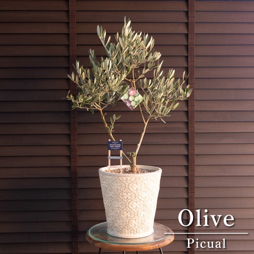 創樹 Olive オリーブの木 盆栽 SOUJU Picual ピクアル オリーブ 7号 陶器鉢 自家結実 1206WH