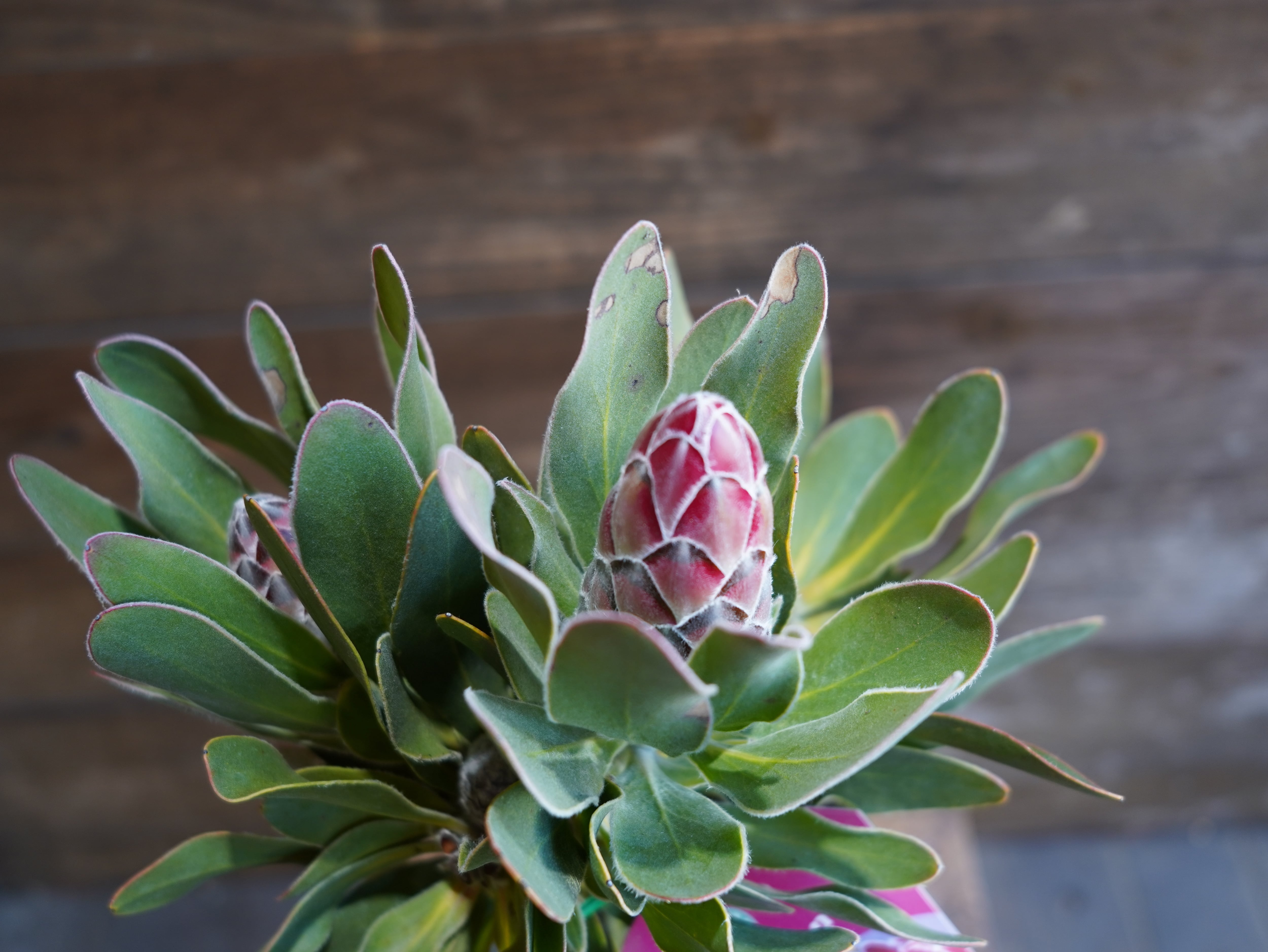 【現物】プロテア "レッドバロン" A