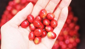 ラオスのカスカラ昼下がりエール【6本セット】