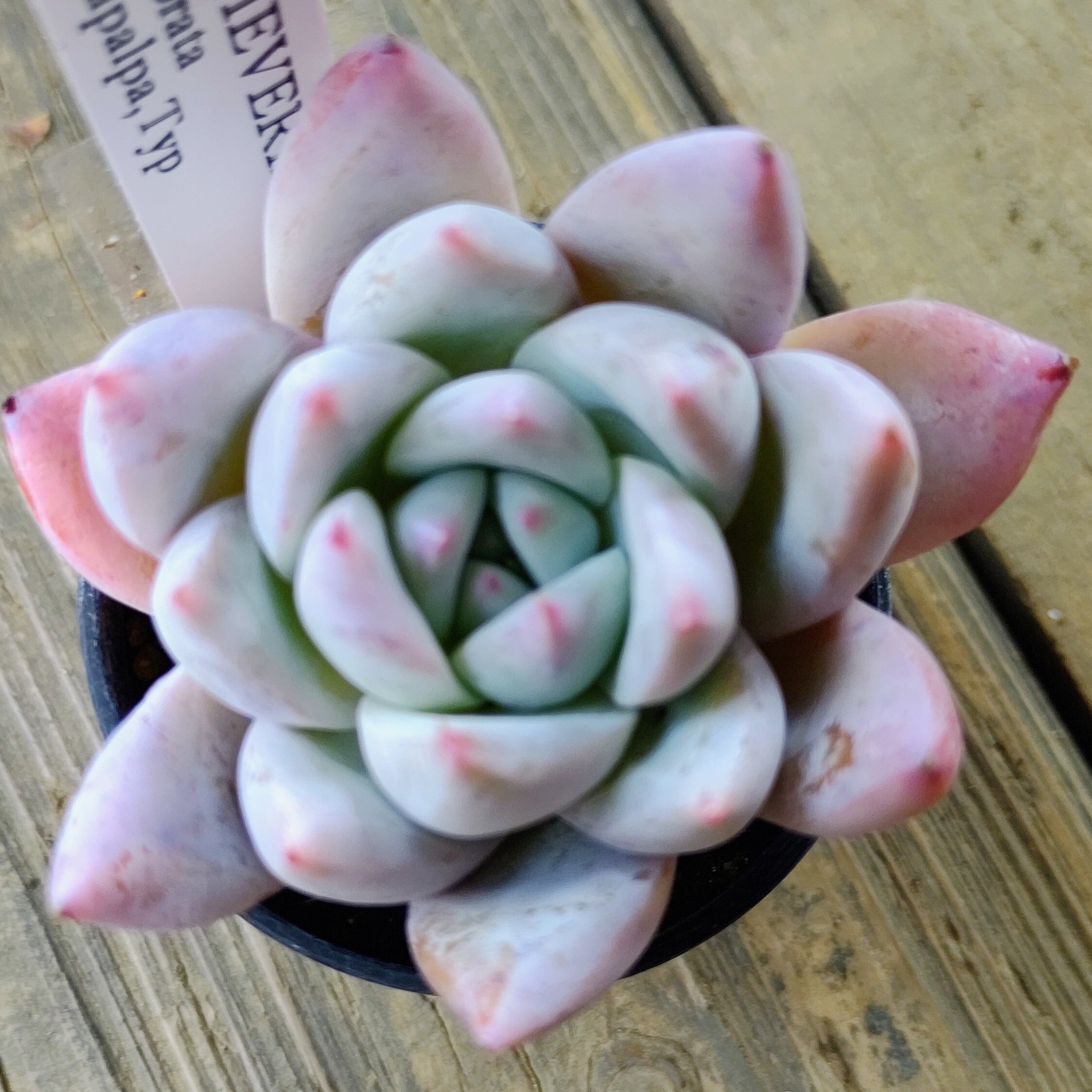 colorata Tapalpa,Typ | RuPo 多肉植物専門店