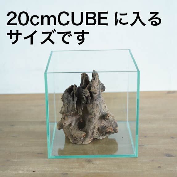 テラリウム用流木ツリーボトムウッドS◇形状おまかせ | 苔テラリウム